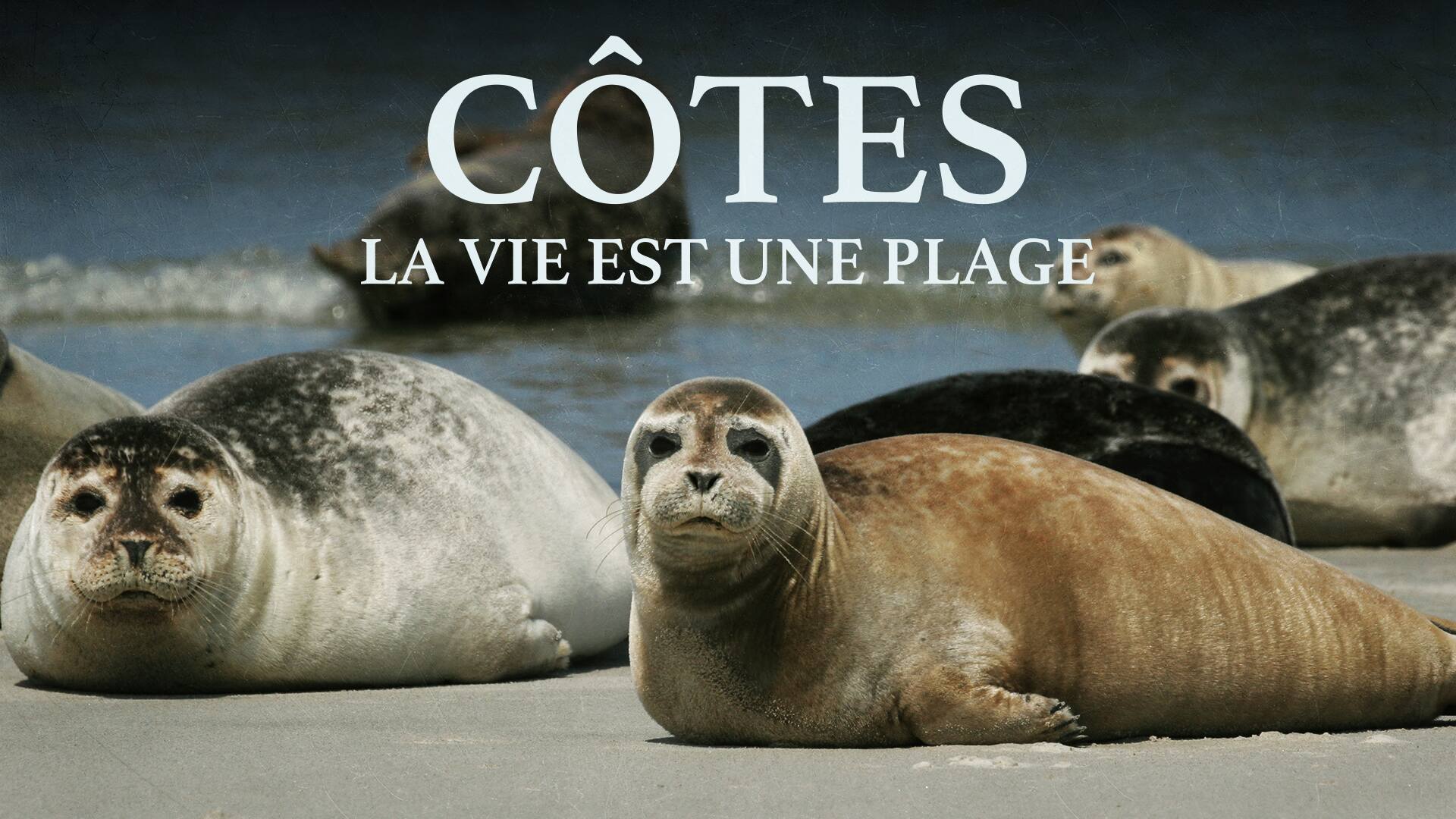 Côtes: La Vie Est Une Plage