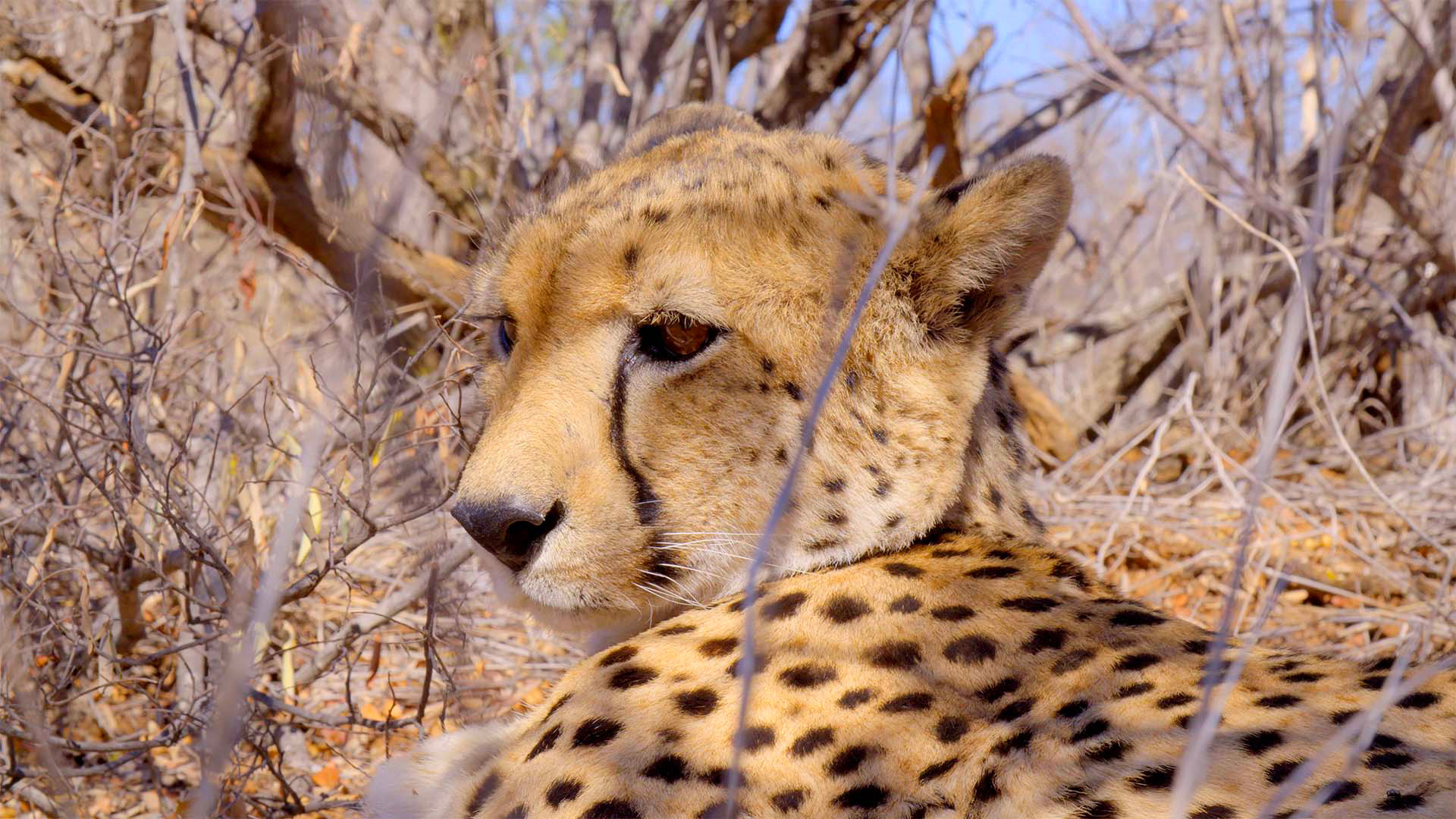 Die Mission des Killers