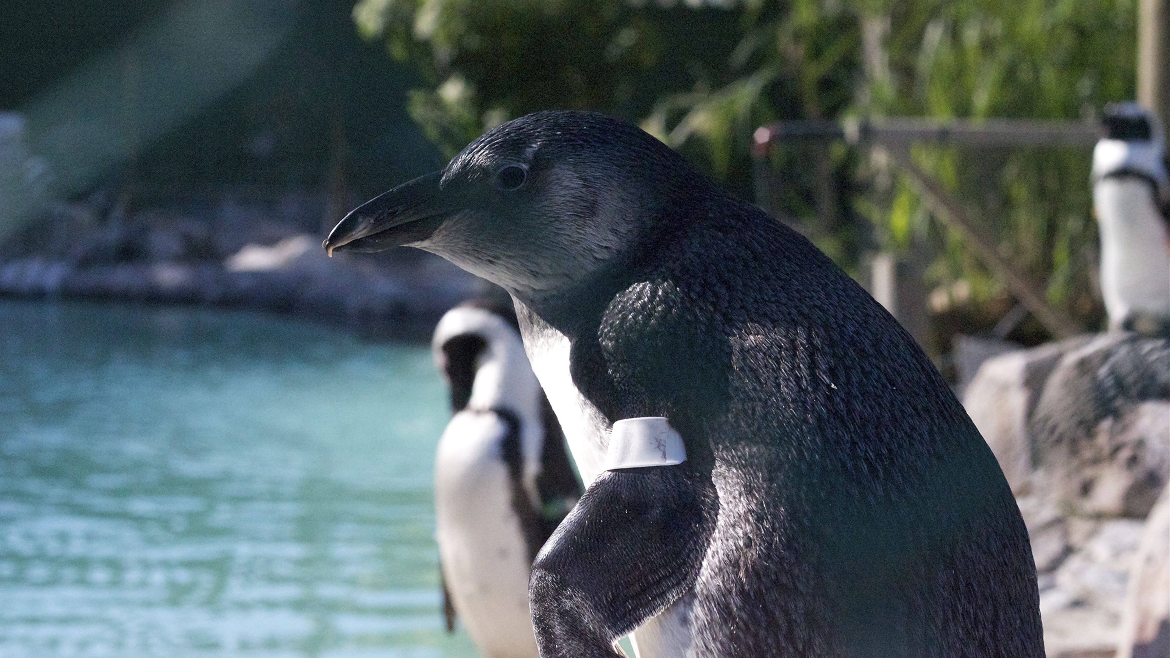 The Great Penguin Rescue