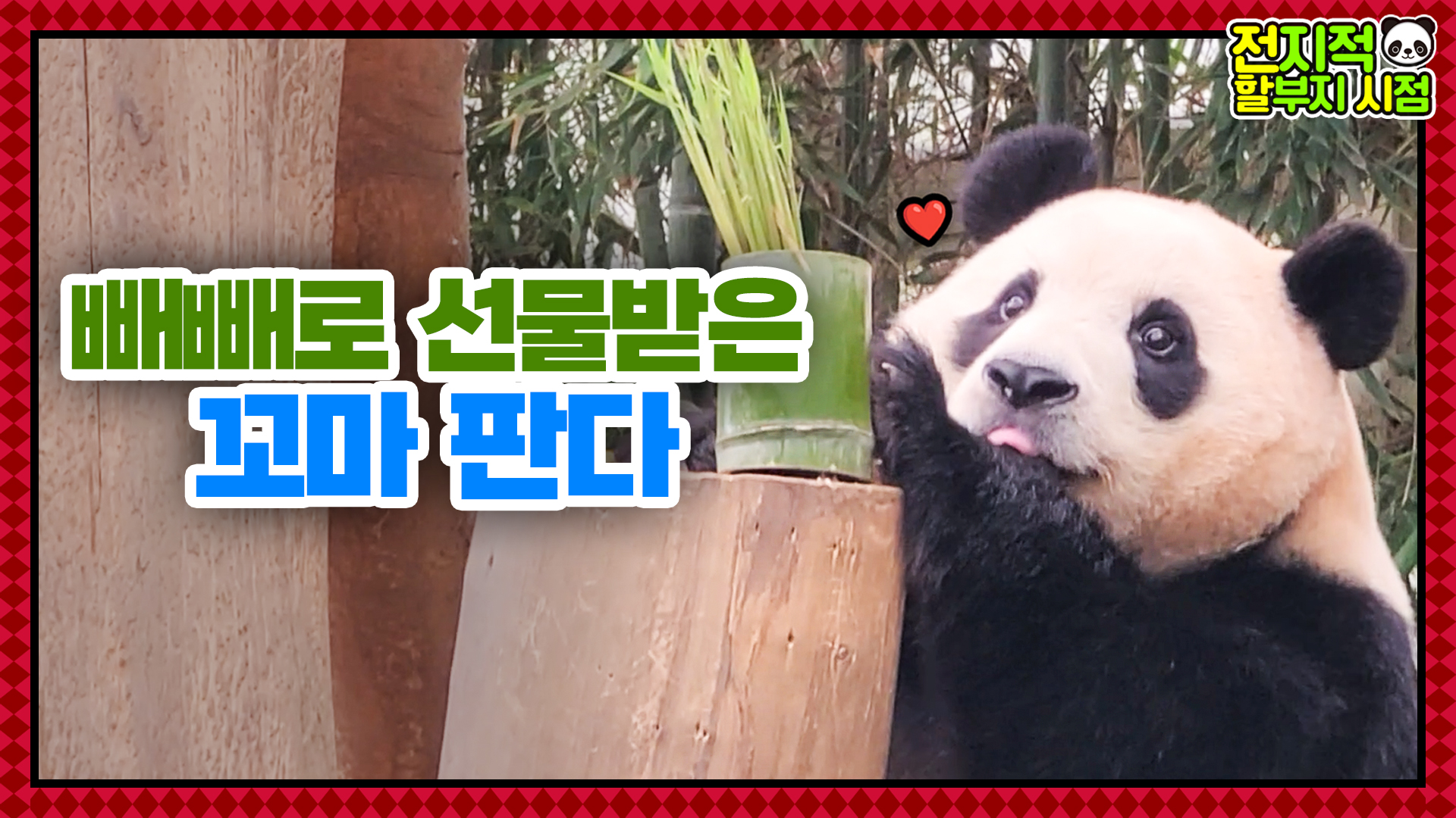 판다 전용 빼빼로?! 할부지가 선물한 죽순먹고 신난 뚠빵이 푸바오 33회