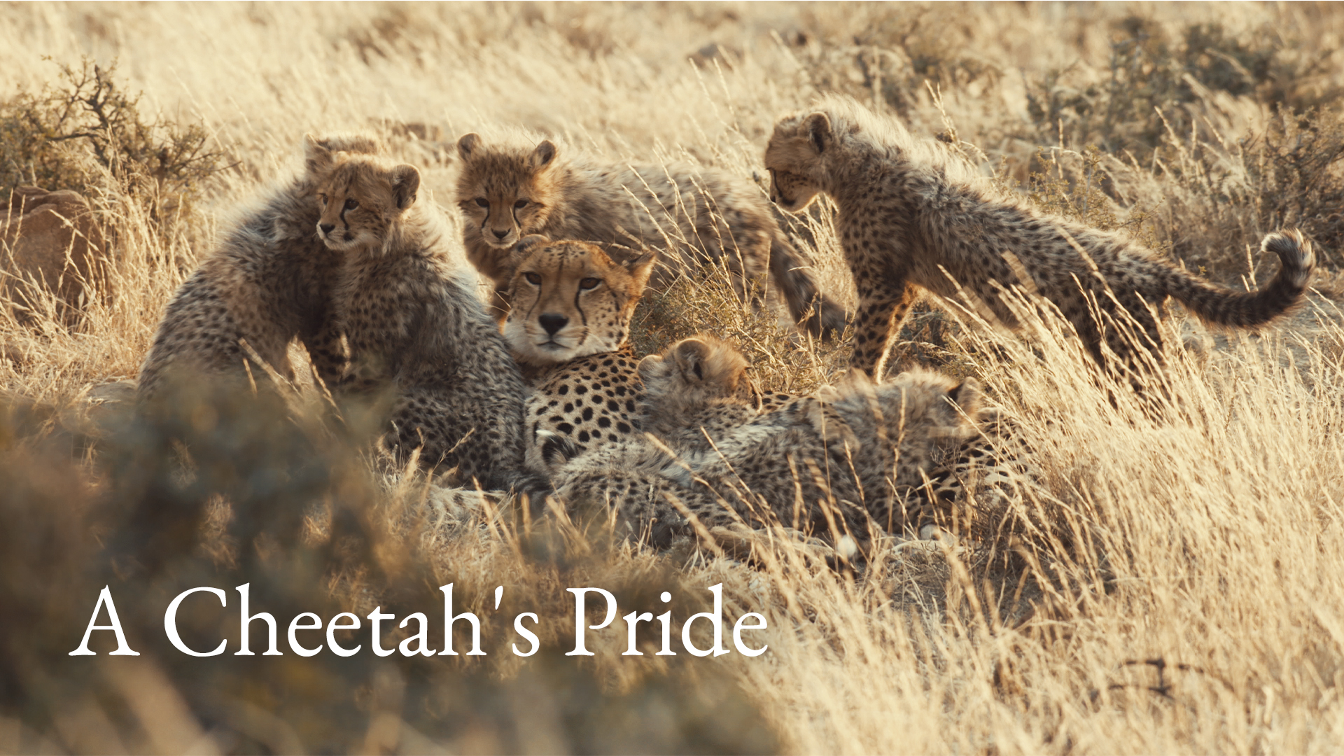 A Cheetah's Pride