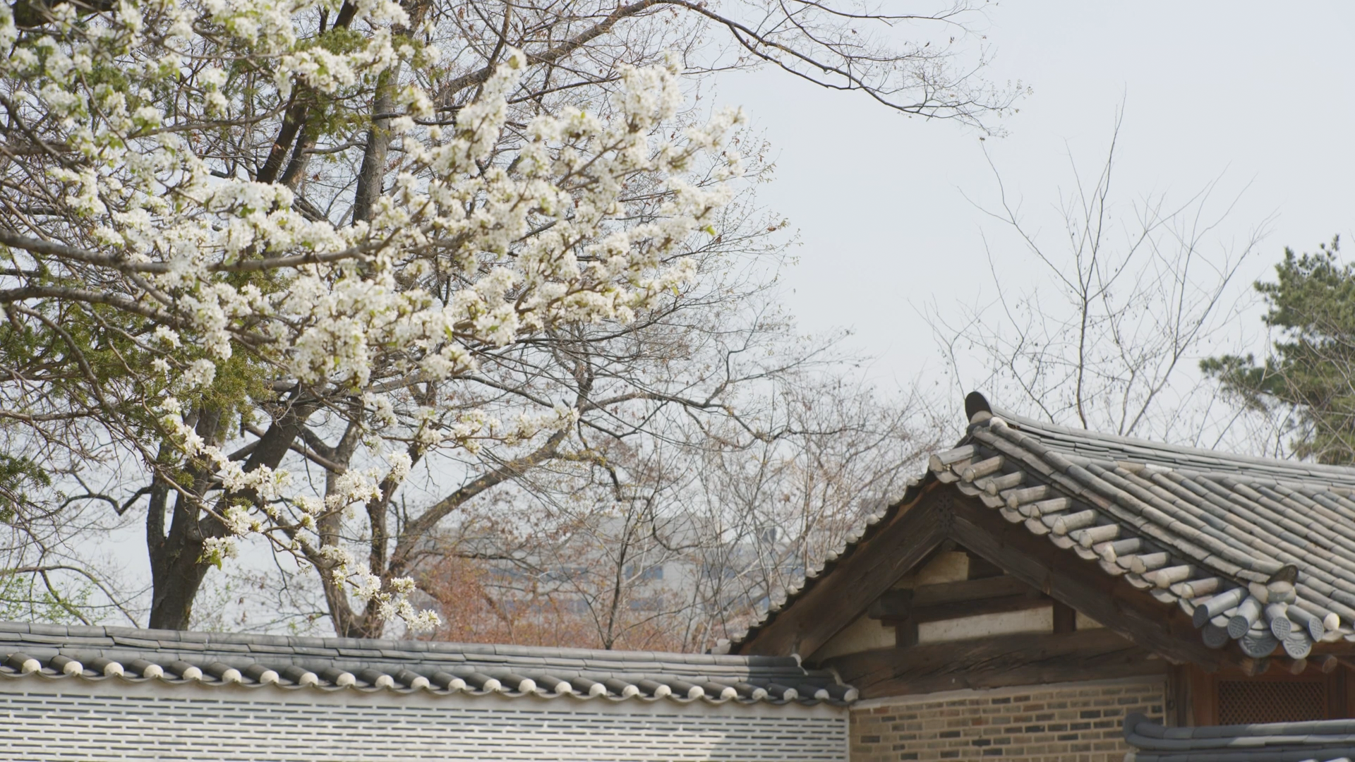 [창덕궁 봄꽃 개화 현장] 낙선재 뒷뜰, 돌배나무 풍경