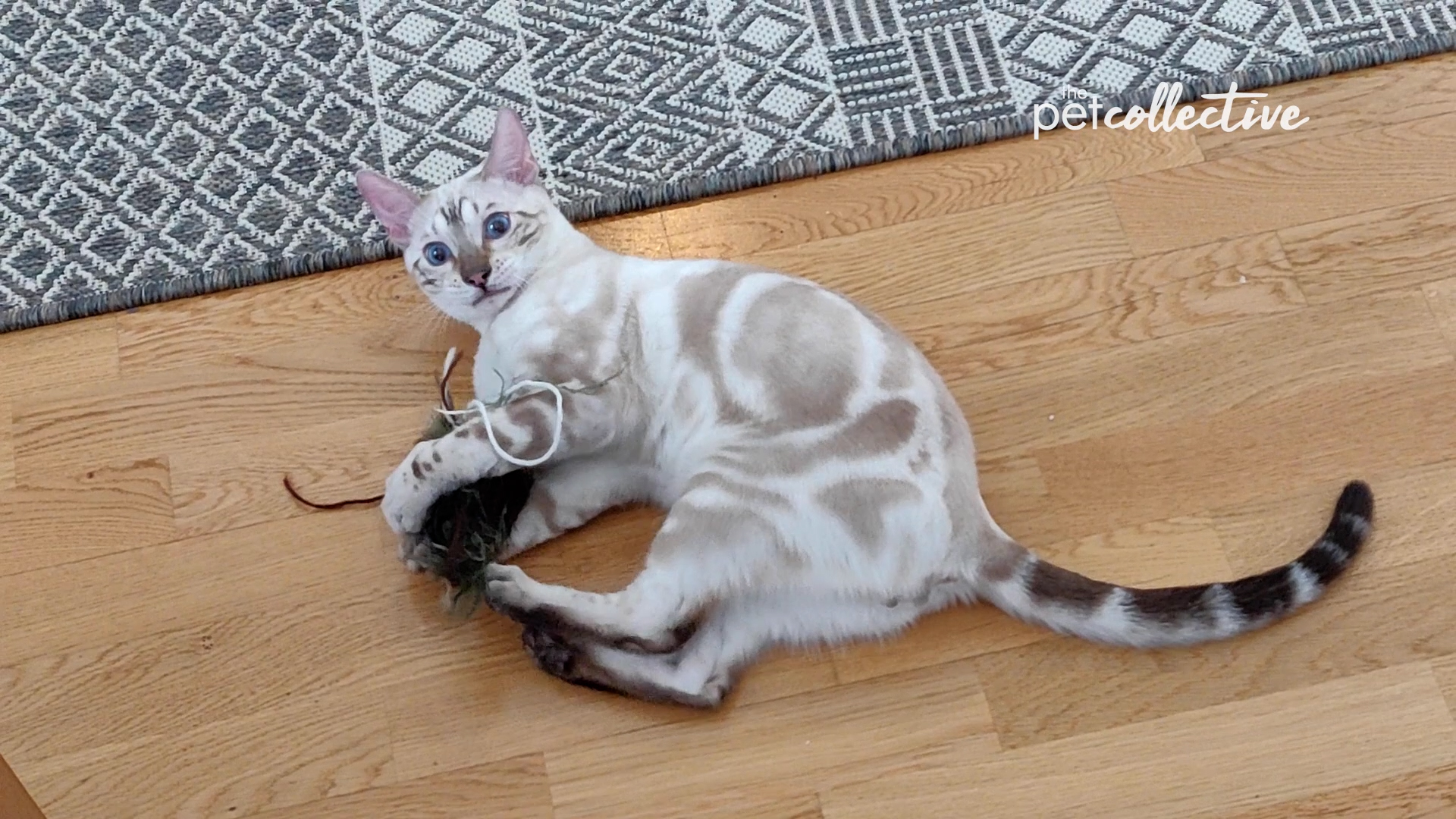 Best Pets of the Month