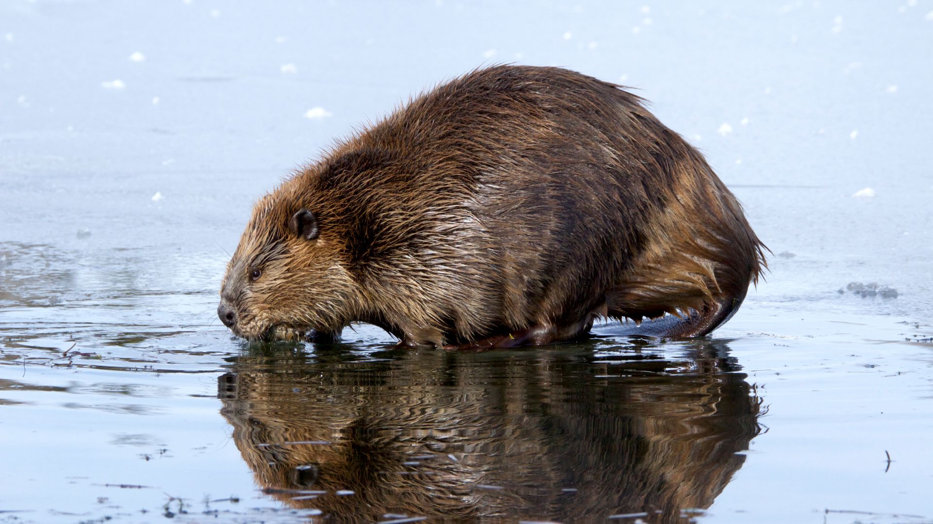 Les Maisons Des Animaux