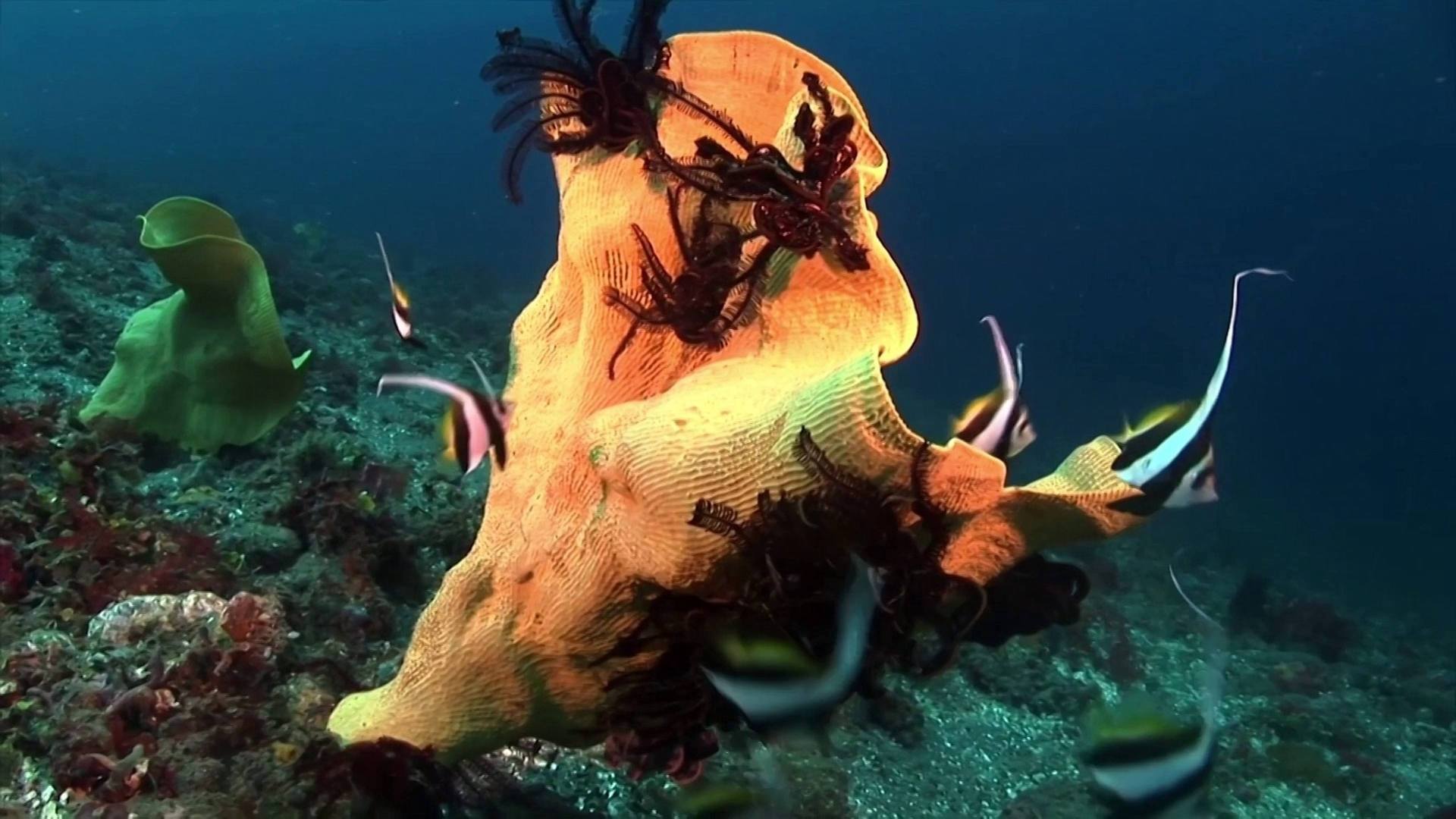 Rainbow Reef Relaxation 1