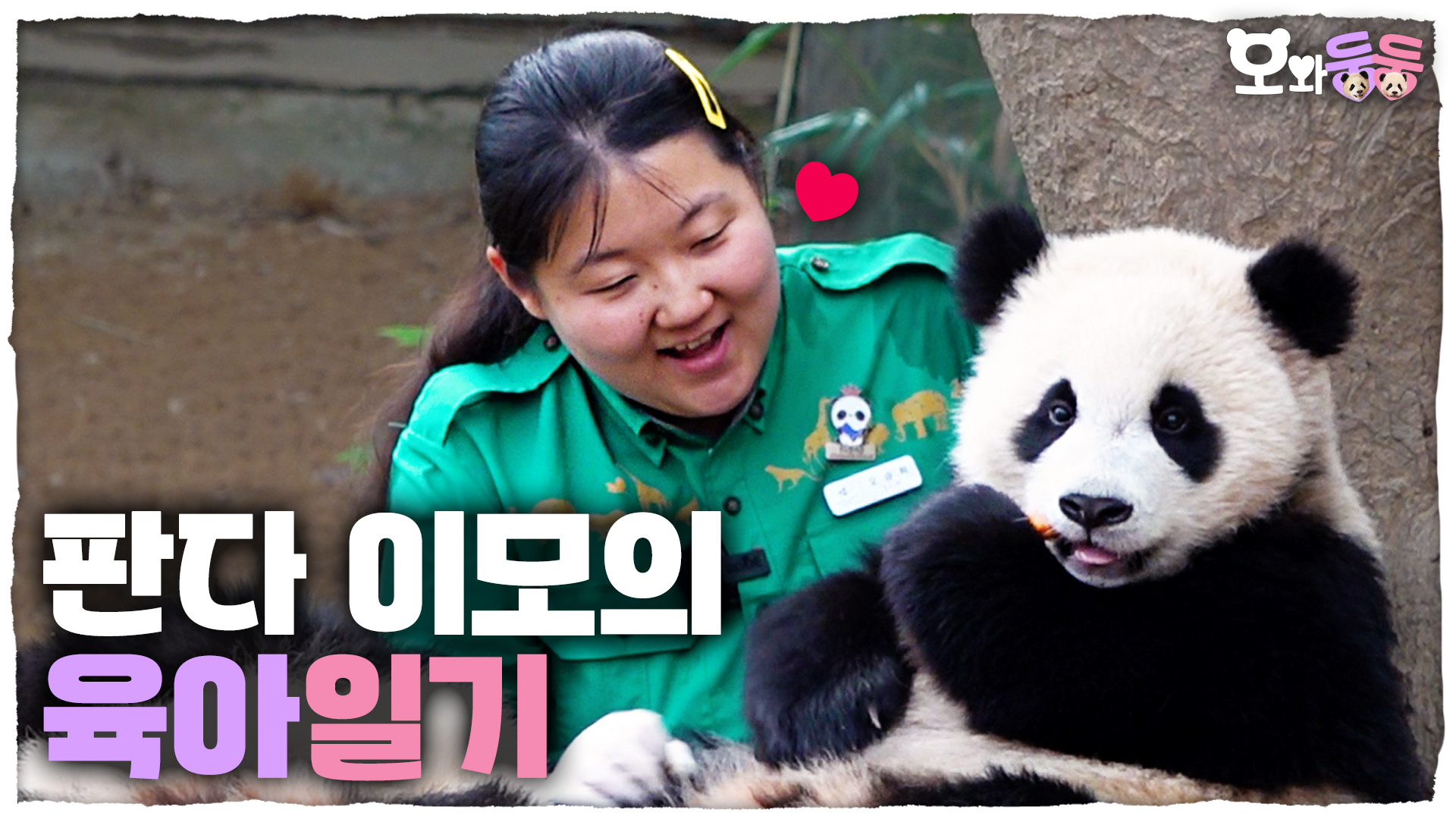 판다 이모 오바오의 루이후이 육아일기 시작합니다 1회
