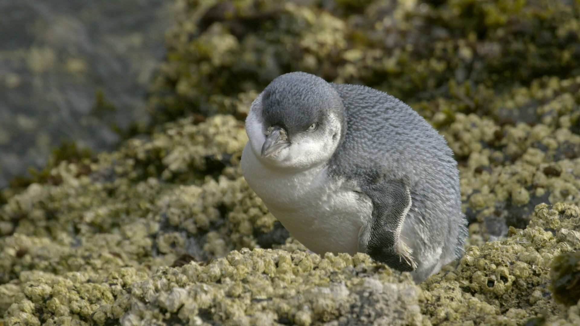 Notre grand jardin bleu