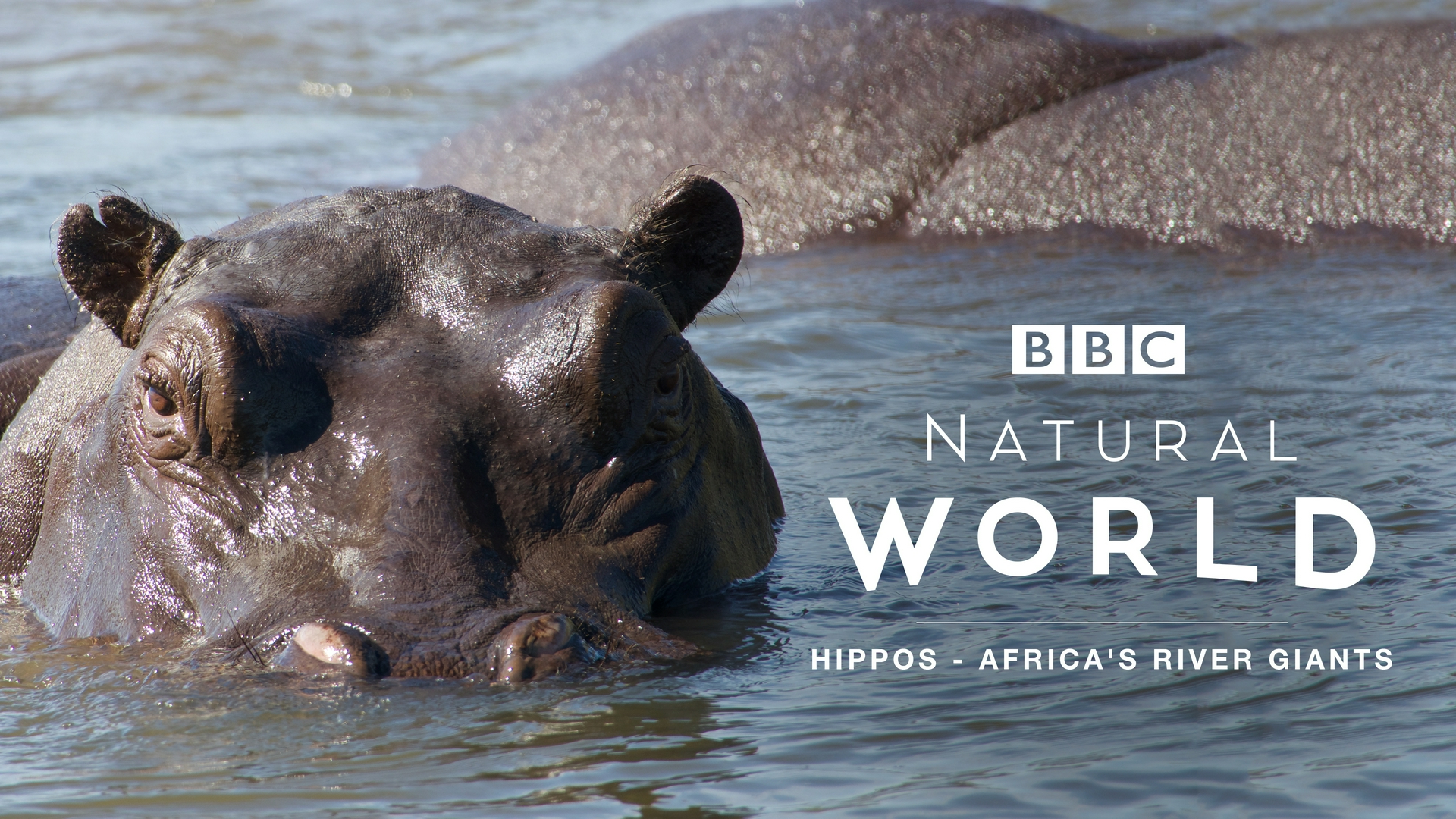 Attenboroughs schräge Vögel Hippos