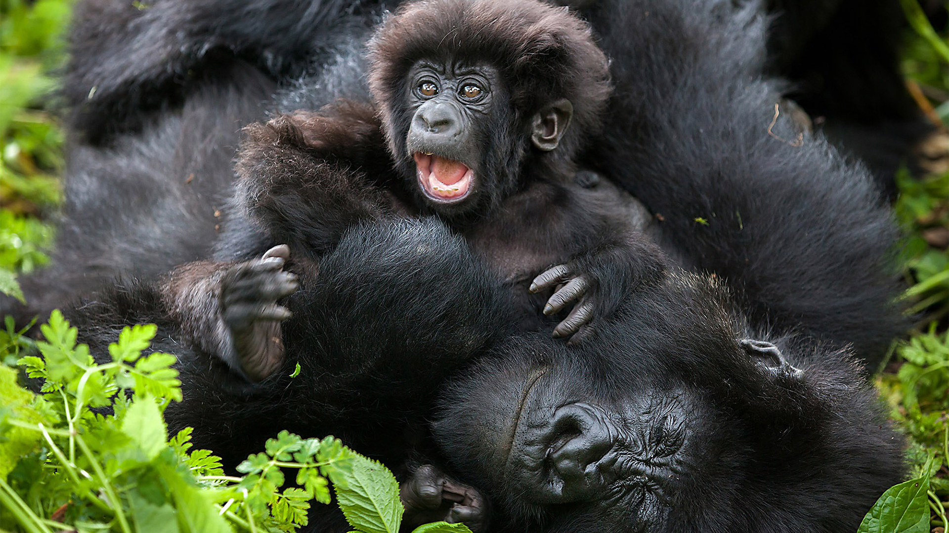 Virunga: Kocher für die Berggorillas