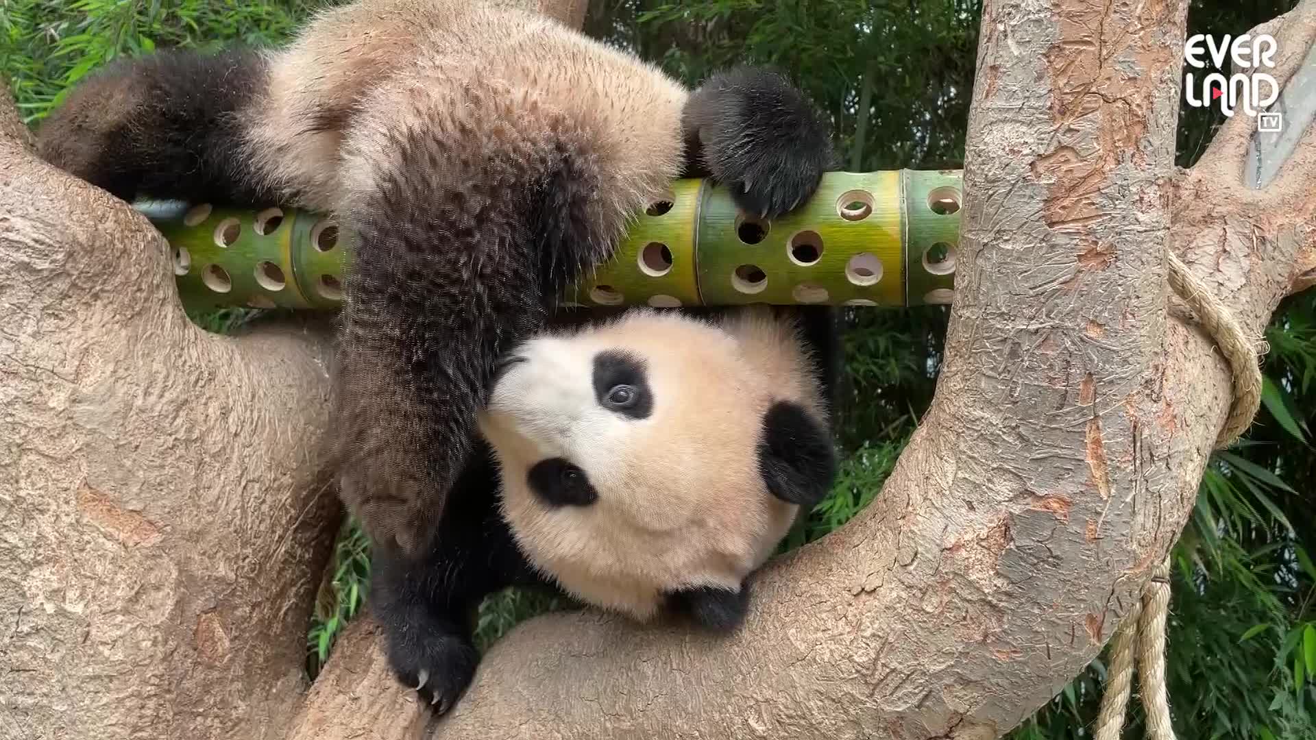 대나무 장난감 3종 세트 선물 받은 푸바오의 반응은? 4회