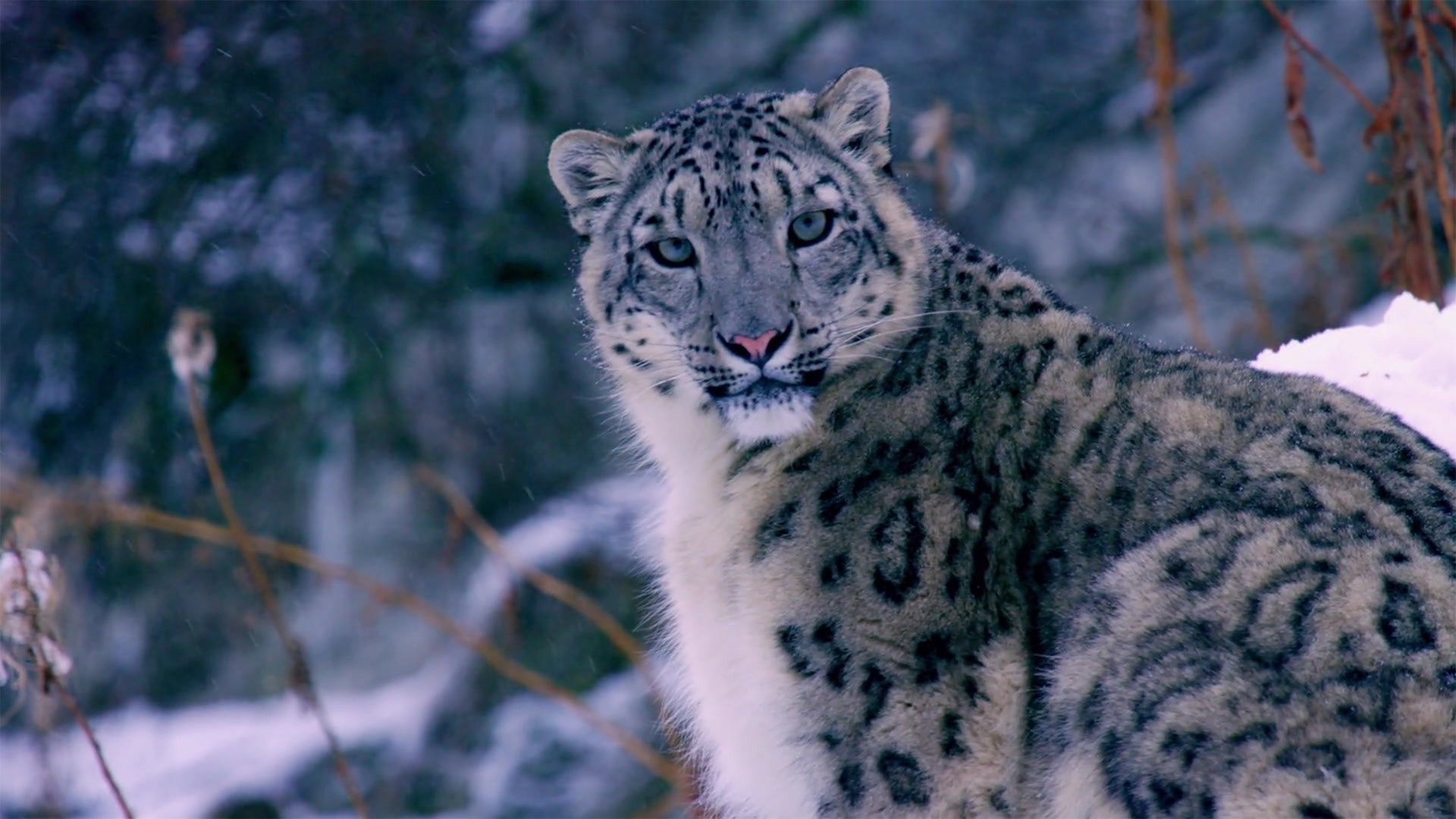 Das geheime Leben der Raubkatzen