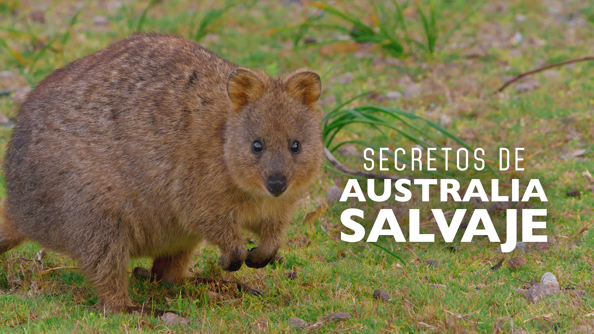 Secretos de Australia Salvaje
