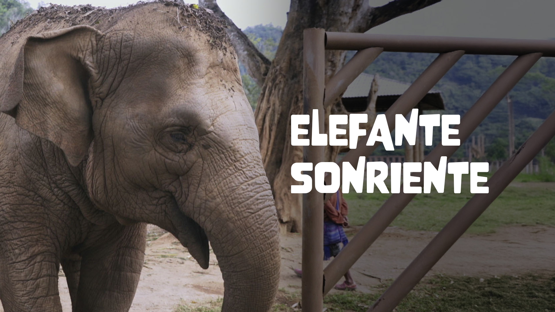 Elefante sonriente