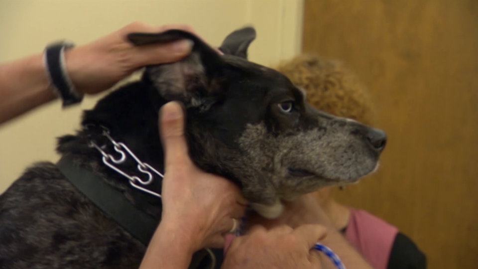 El encantador de perros