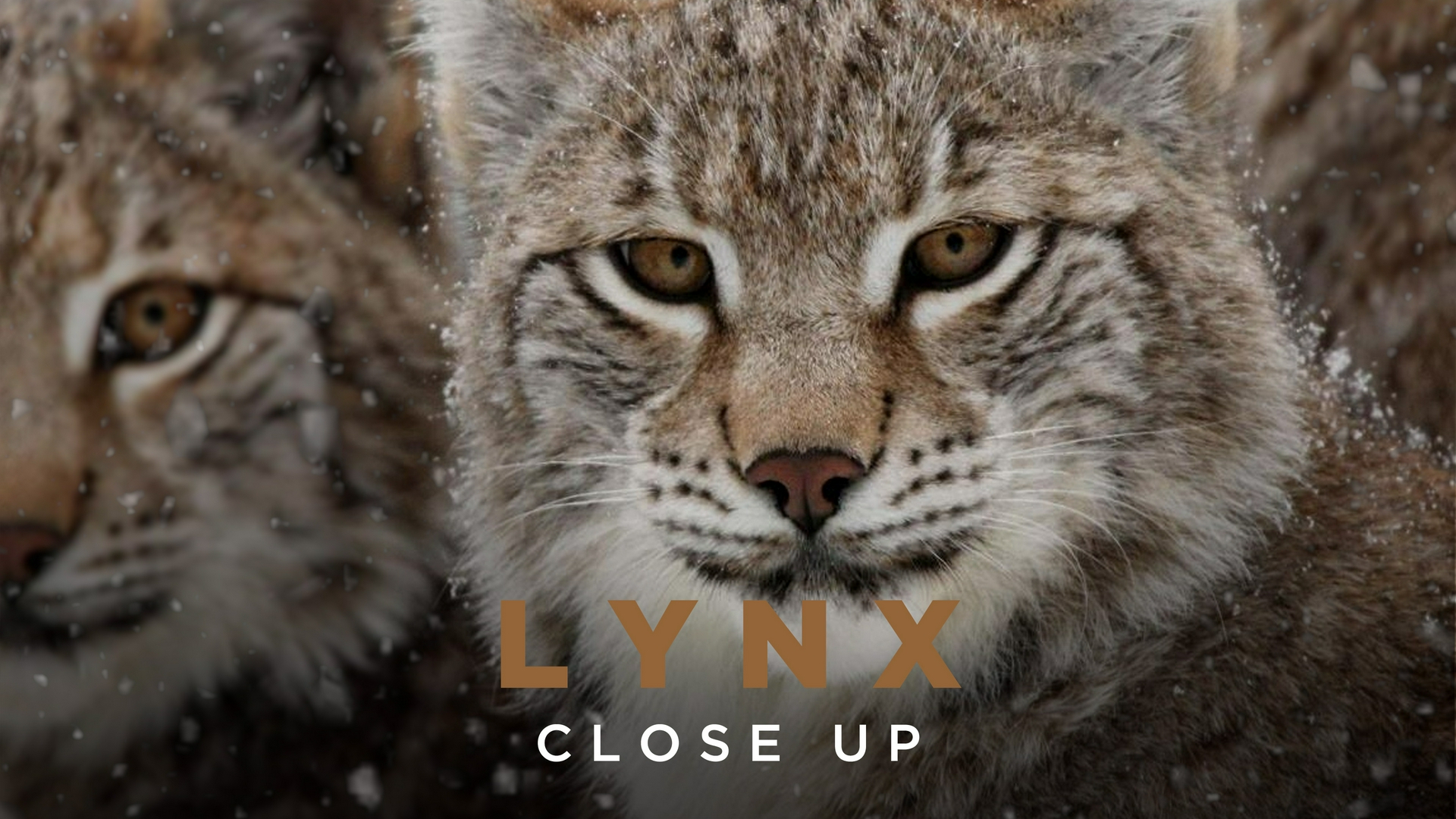 Lynx