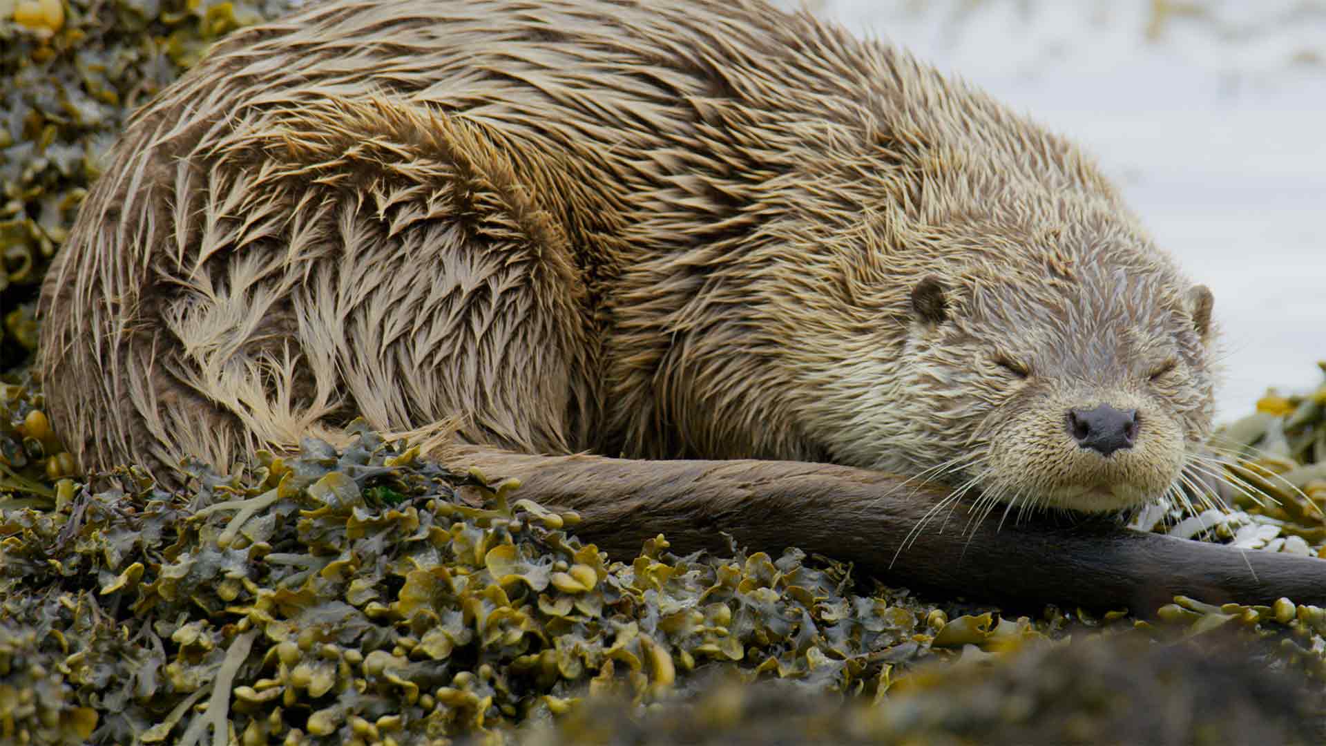Scotland: A Wild Year