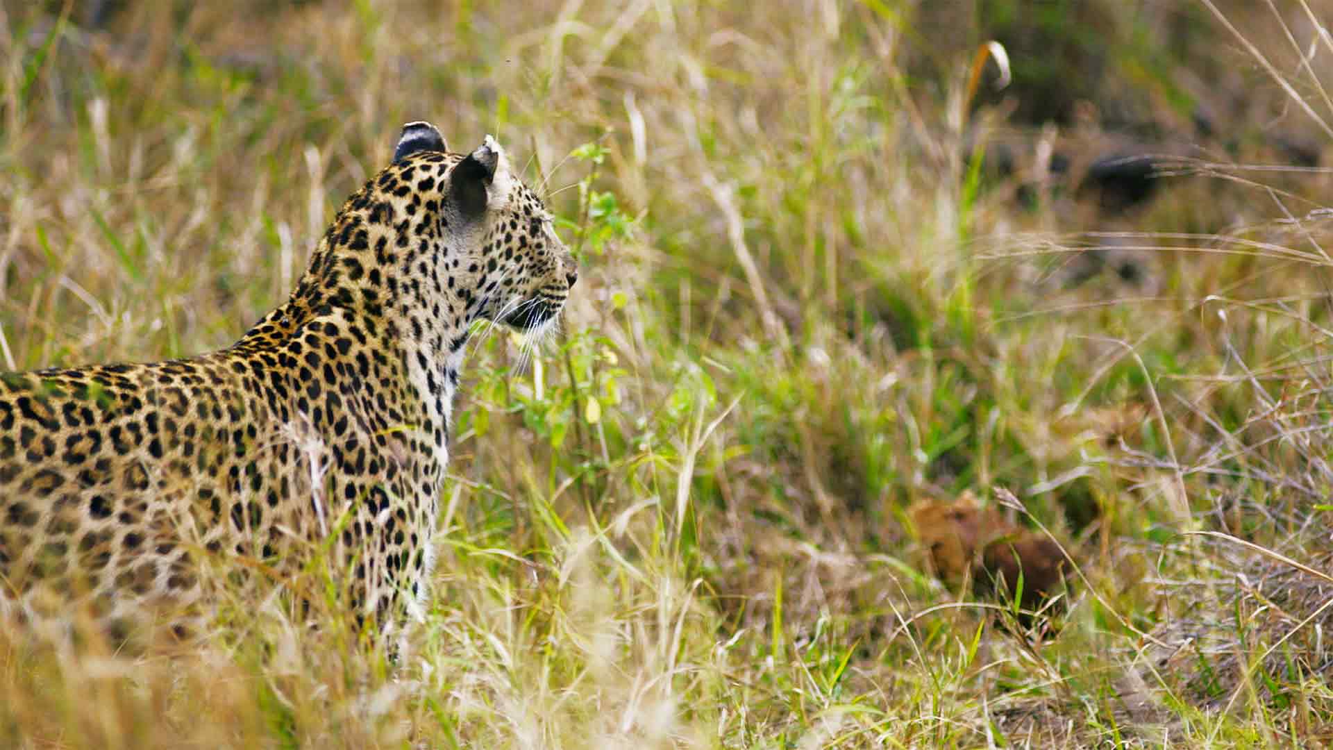 Alla scoperta dei suricati