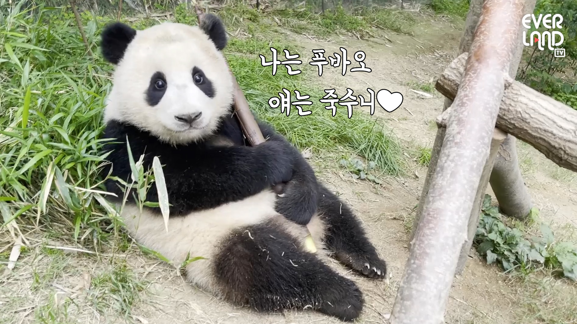 푸바오 죽수니와 사랑에 빠지다..? 2회