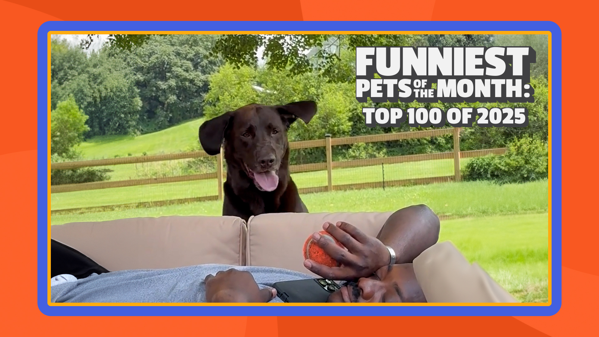 Funniest Pets of the Month