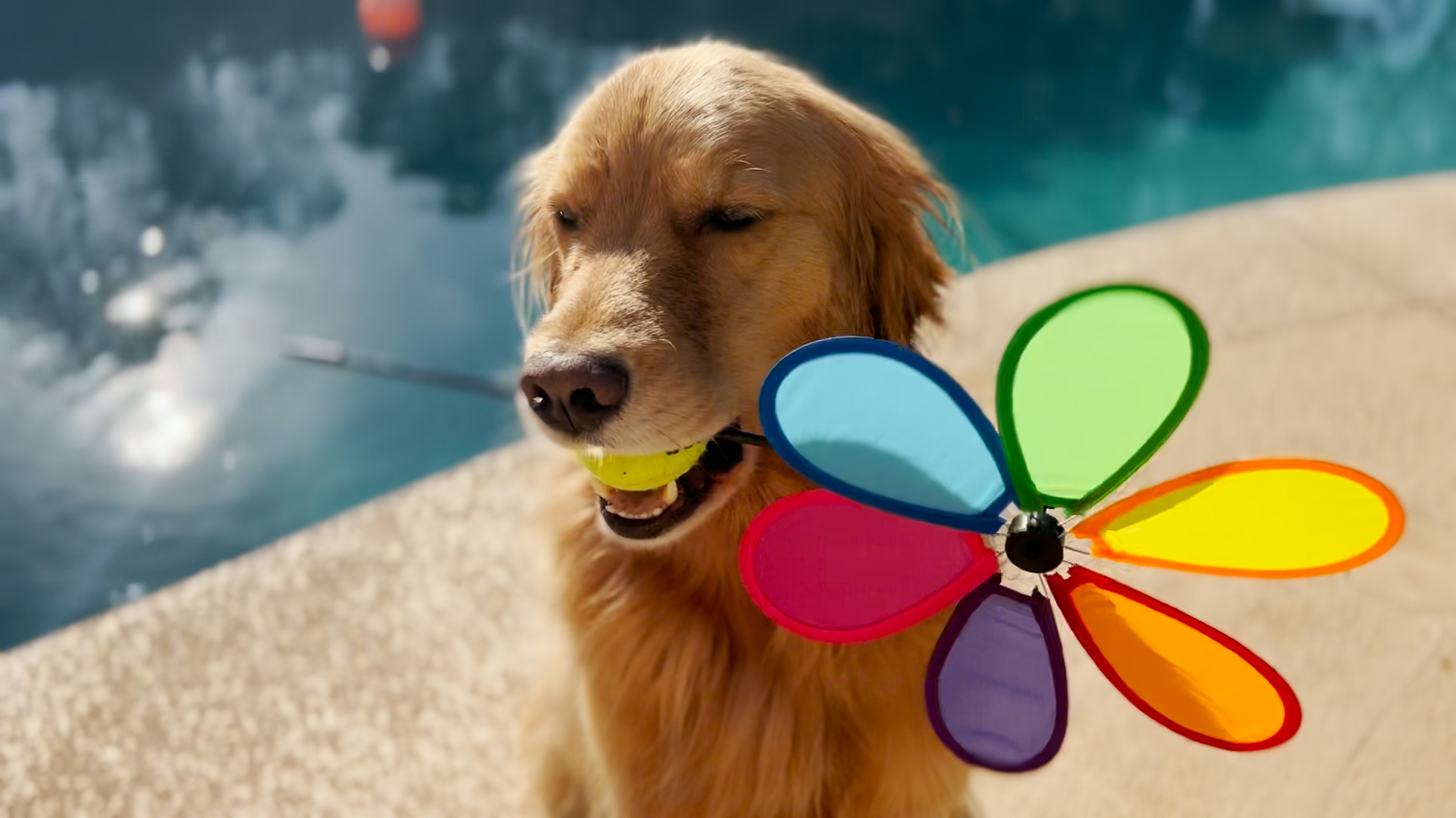 Best Pets of the Month