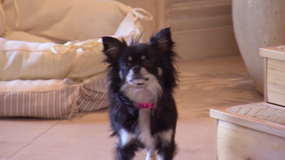 El encantador de perros