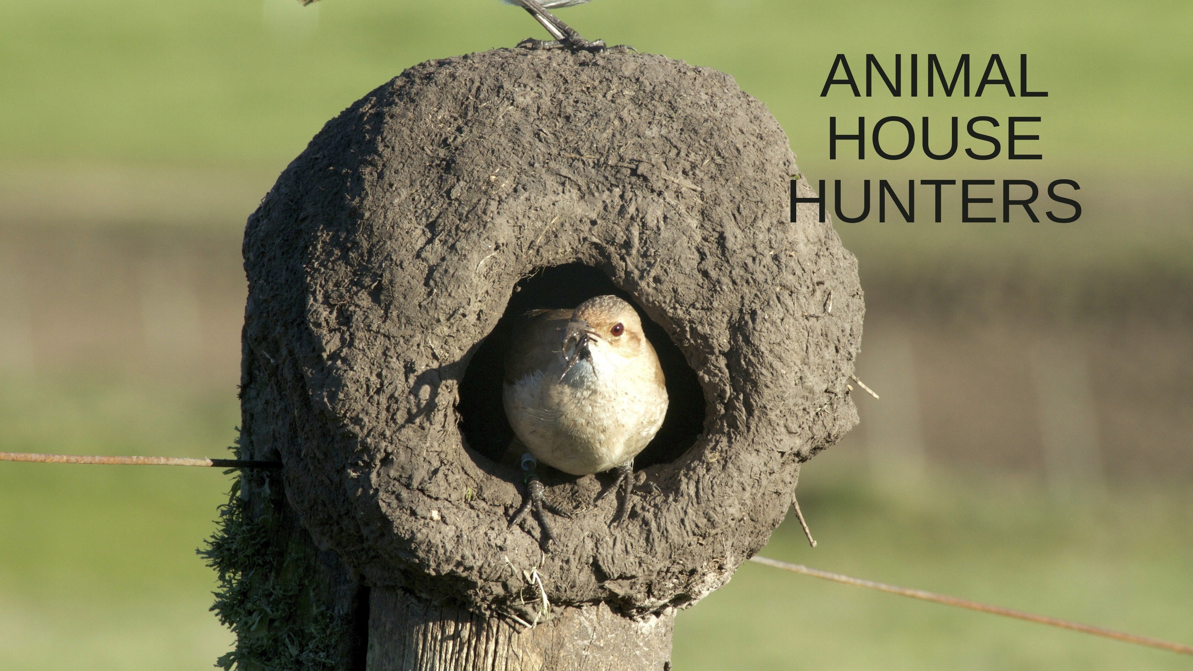 Animal House Hunters