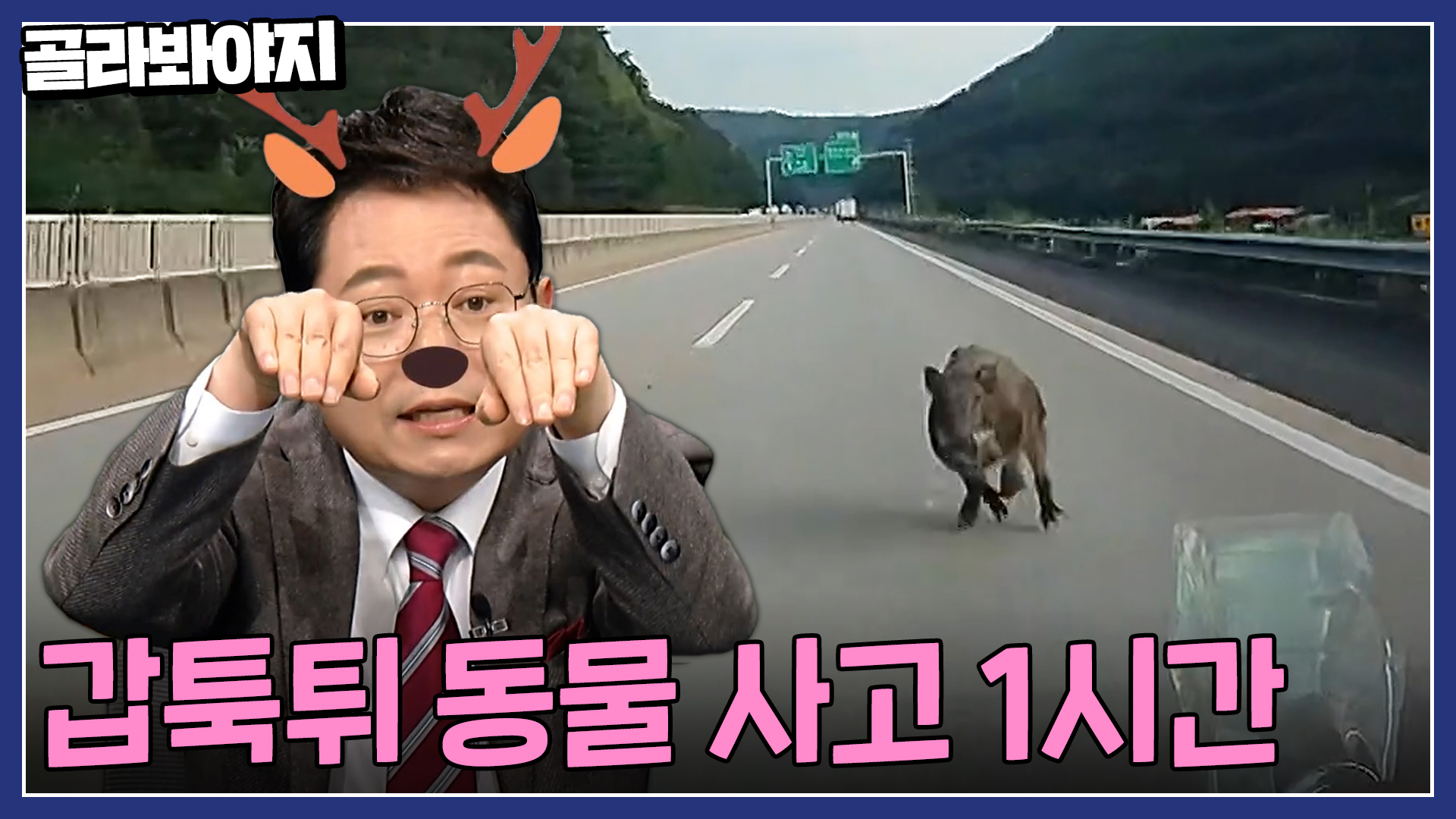 !놀람 주의! 갑자기 도로에 멧돼지가? 한블리 동물 등장 사건들 모음