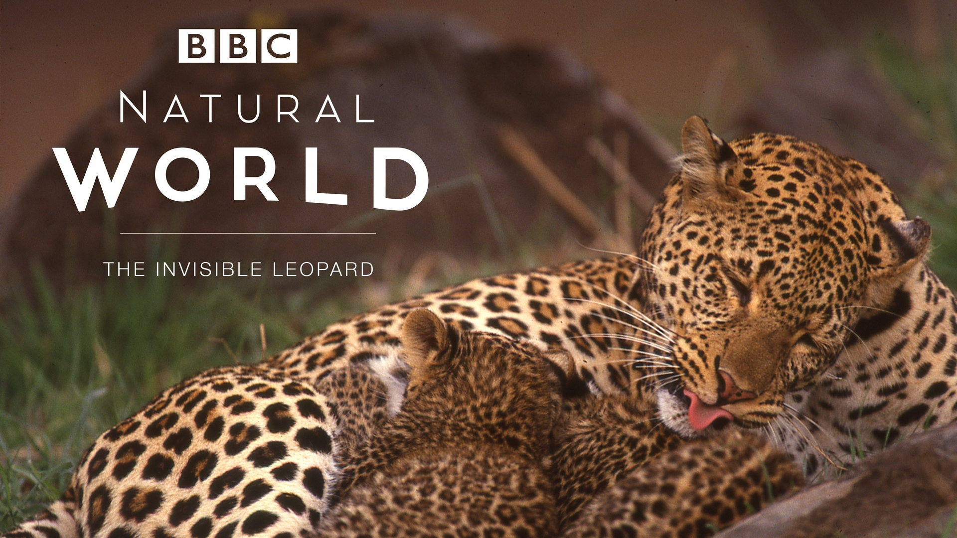 Attenboroughs schräge Vögel Leoparden