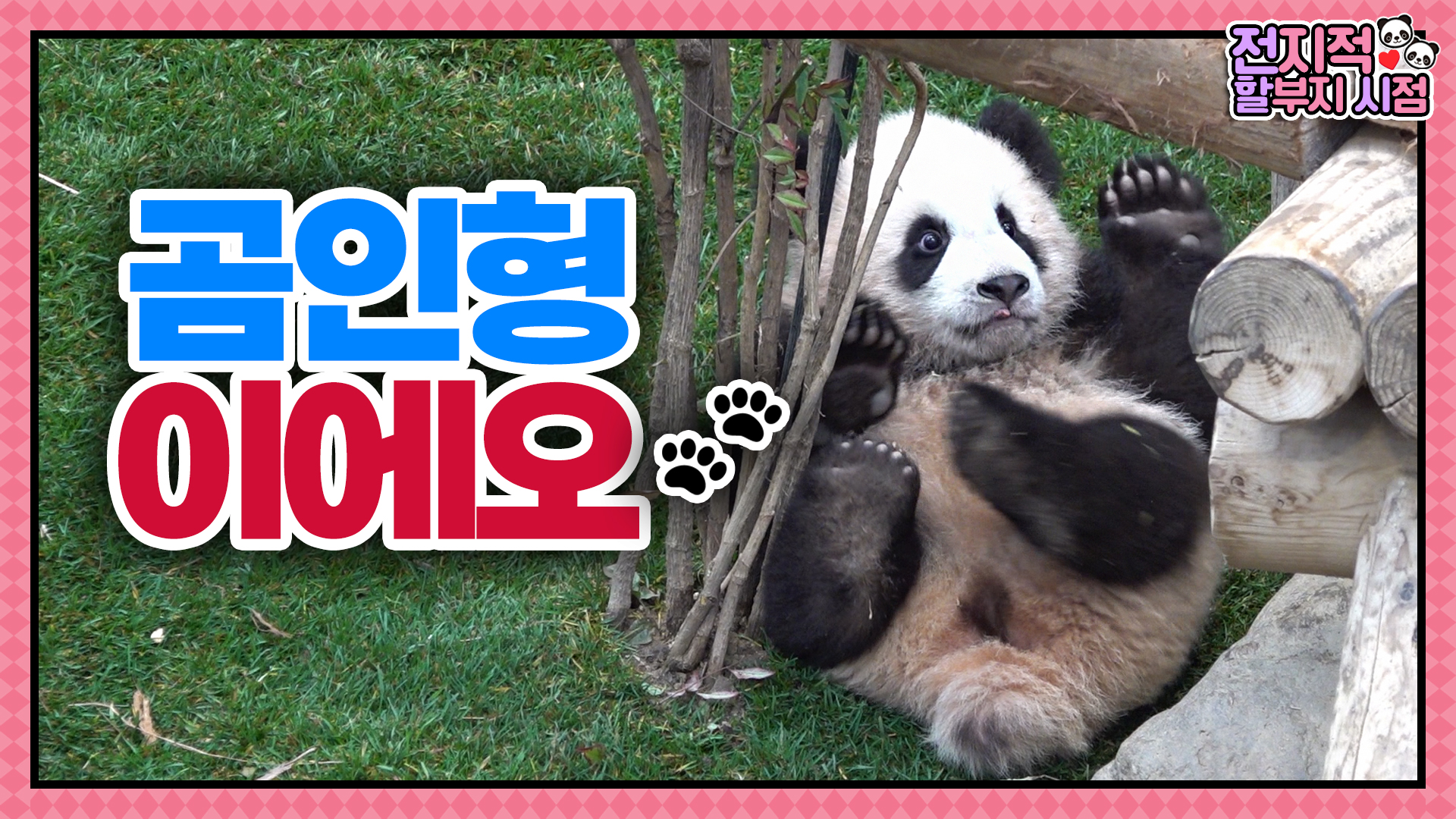 ‘내새끼들 너무 예뻐!' 아이바오의 사랑을 듬뿍 받으며 자라고 있는 루이후