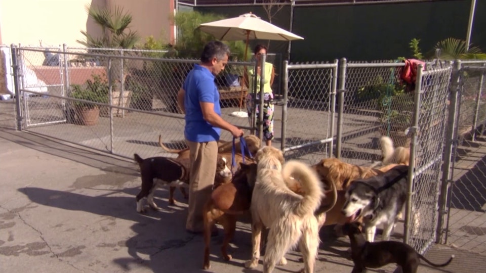 El encantador de perros