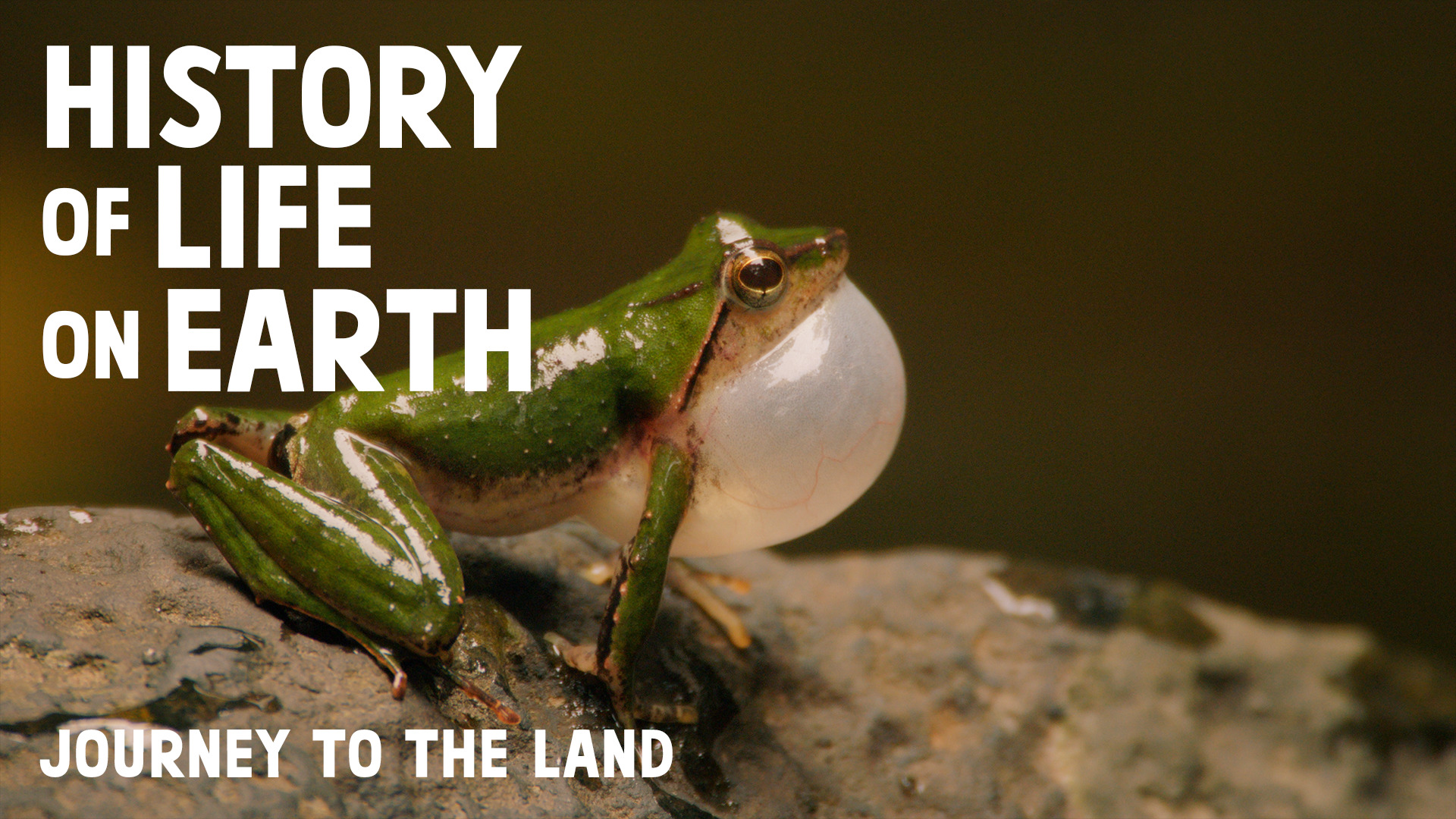 History of Life on Earth  Journey To The Land