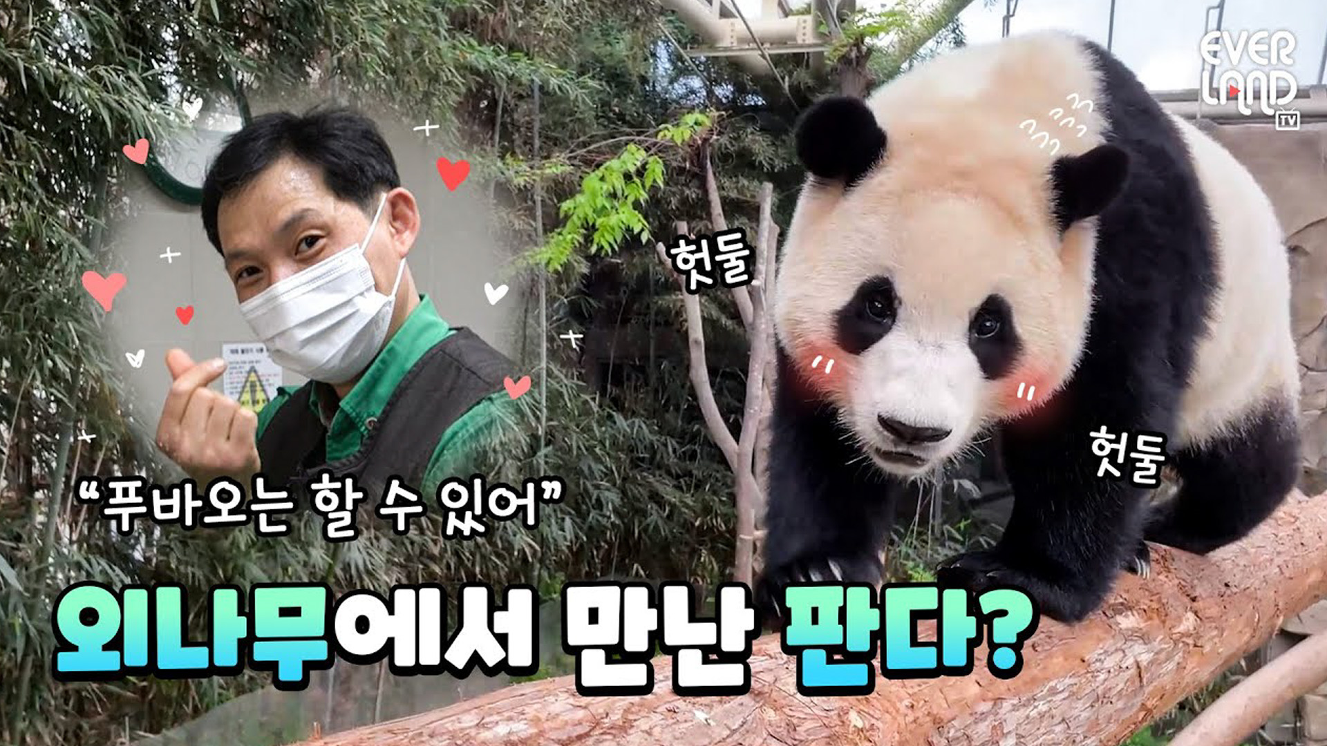 푸바오에게 '나만의 공간'이 생겼어요!? 36회