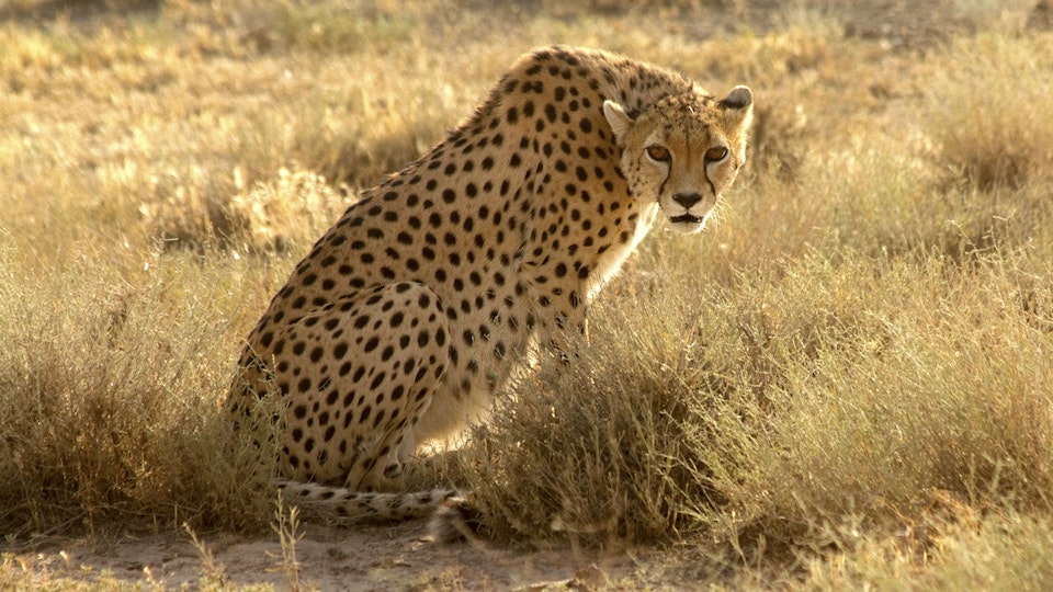 Wild Iran: To the South