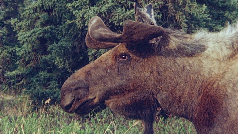 Tiere vor der Kamera