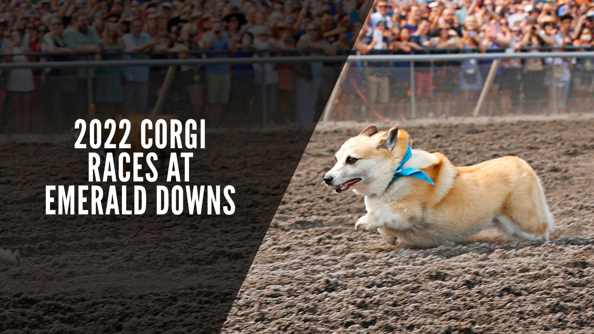 2022 Corgi Races at Emerald Downs