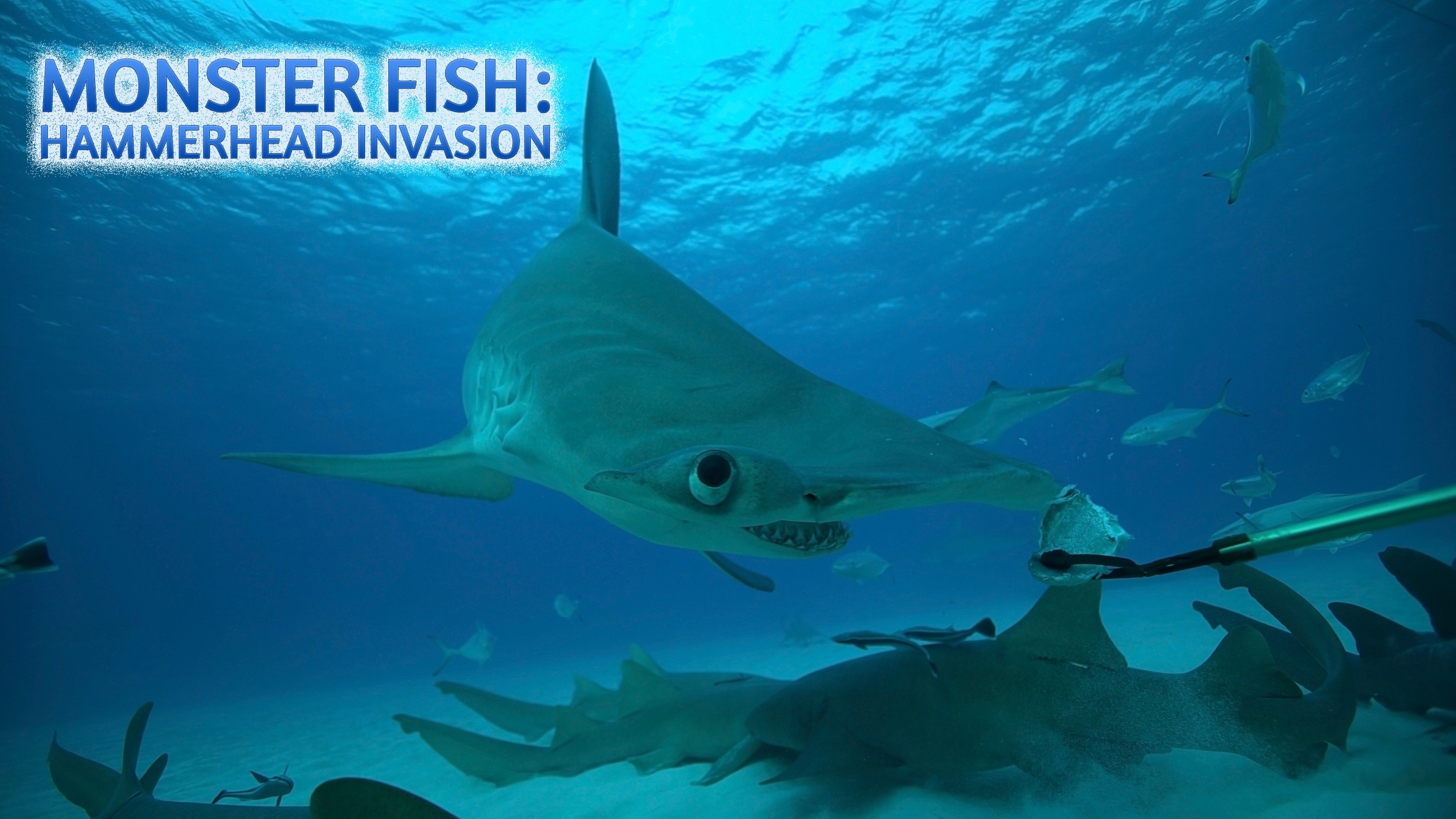 Monster Fish: Hammerhead Invasion