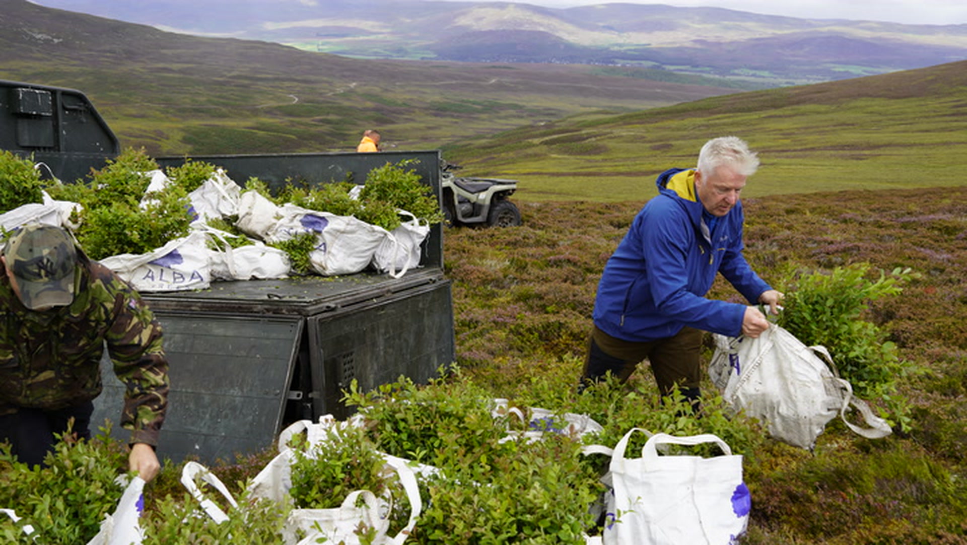Neue Bäume und tote Hirsche: Die Aufforstung der Highlands