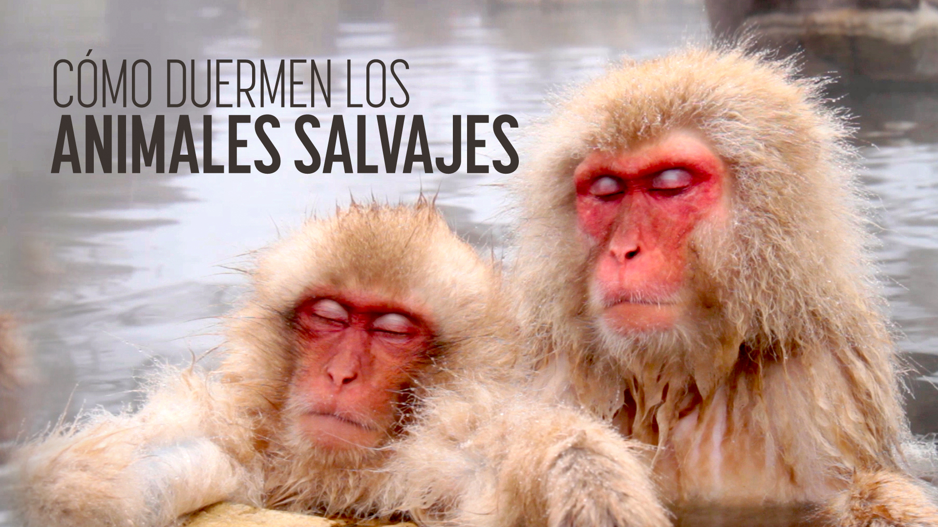 Cómo duermen las cosas salvajes