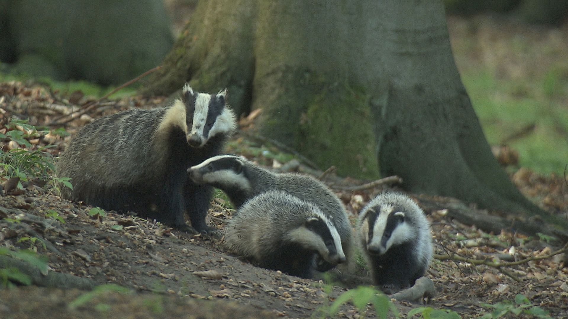 Die verrückte Welt der Marder