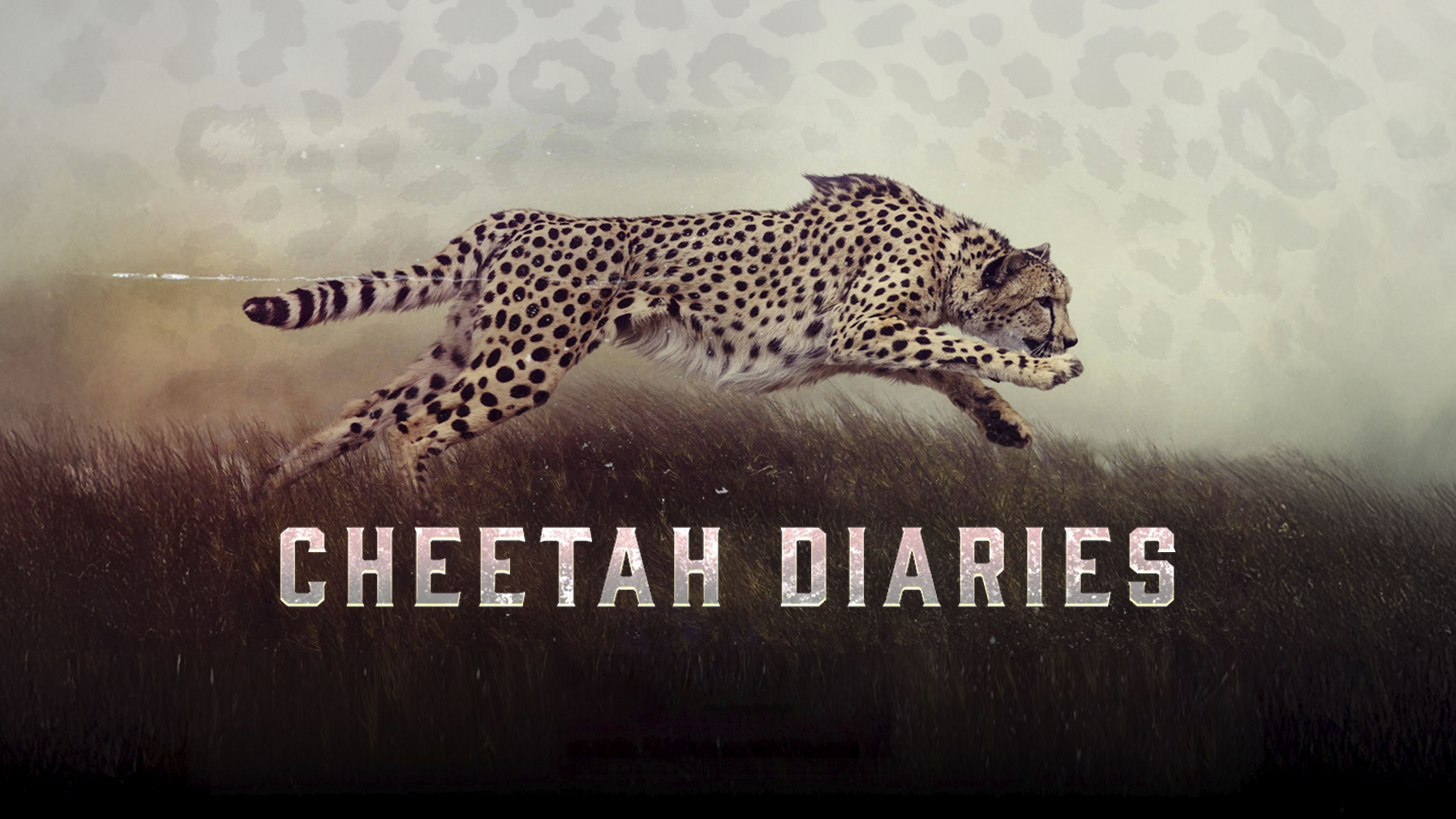 The Cheetah Diaries