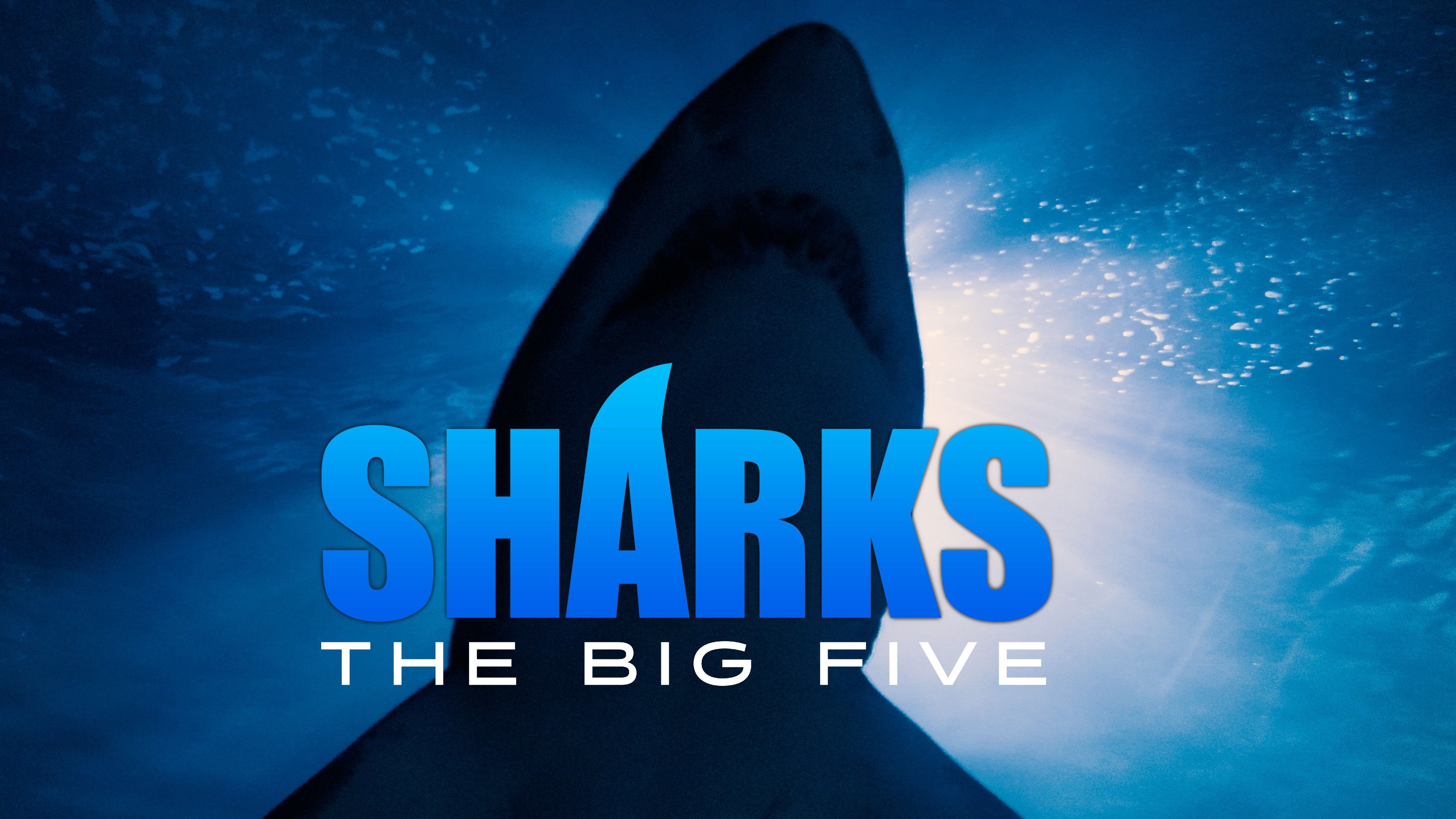 Sharks: The Big Five