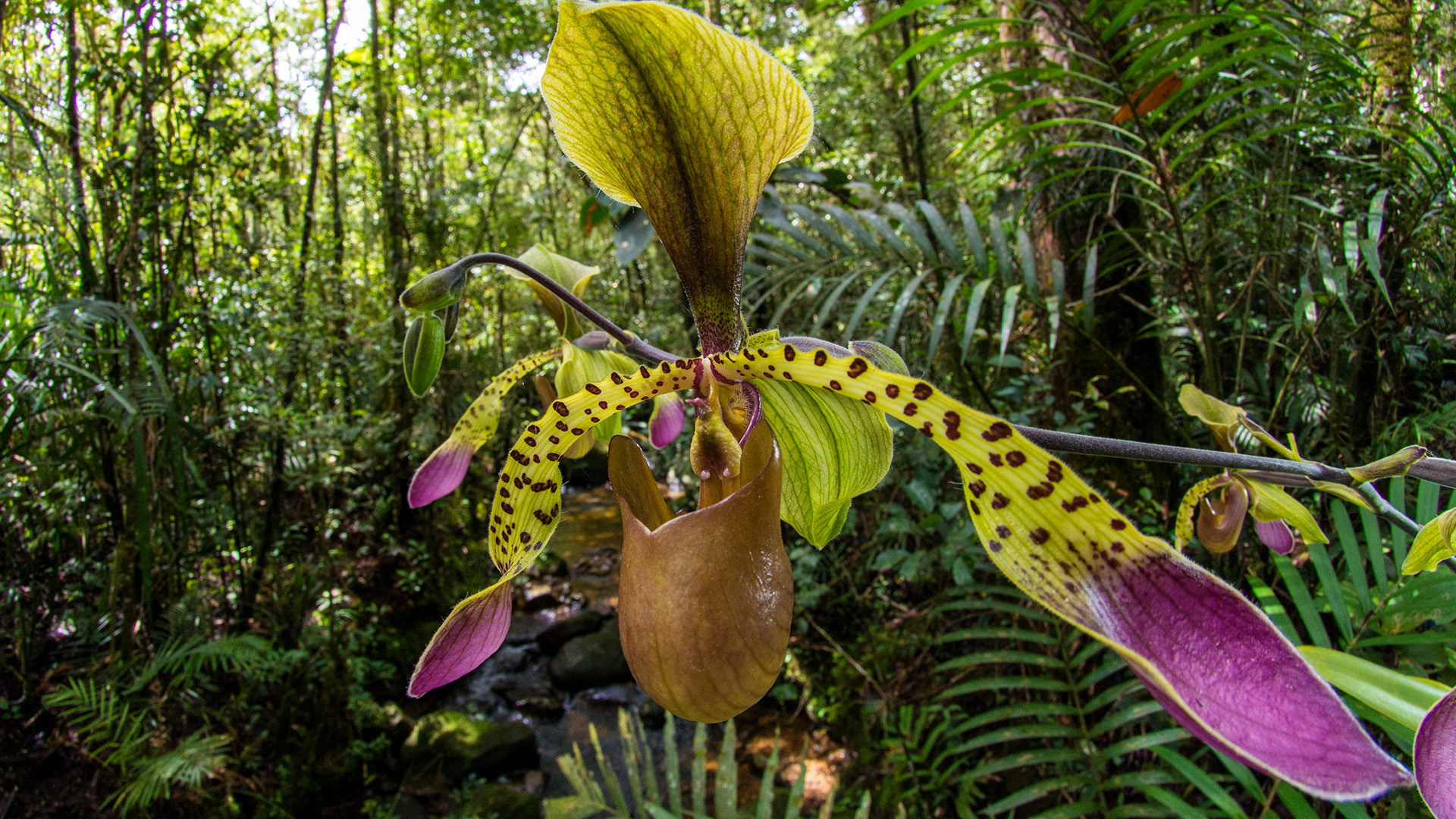 Die Tricks der Pflanzen