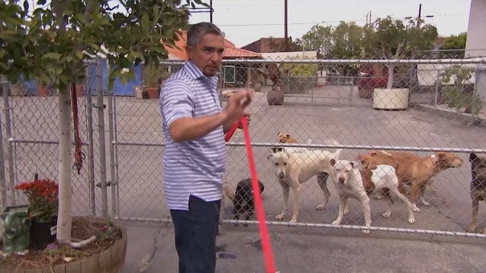 El encantador de perros