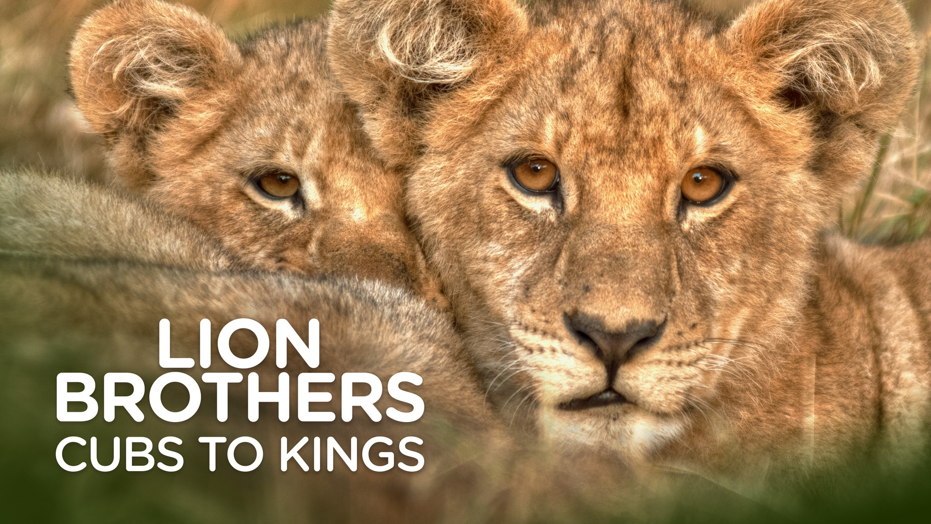 Lion Brothers: Cubs to Kings