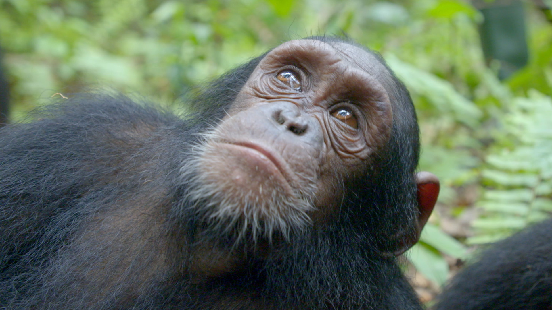 Schimpansen im Kongo mit Jane Goodall