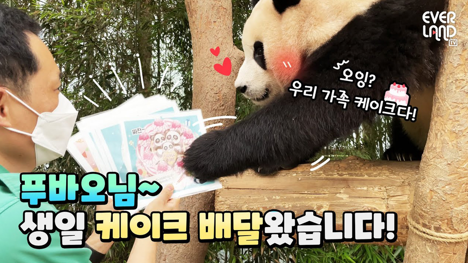 푸바오 생일 기념 스페셜 선물받다?! 48회