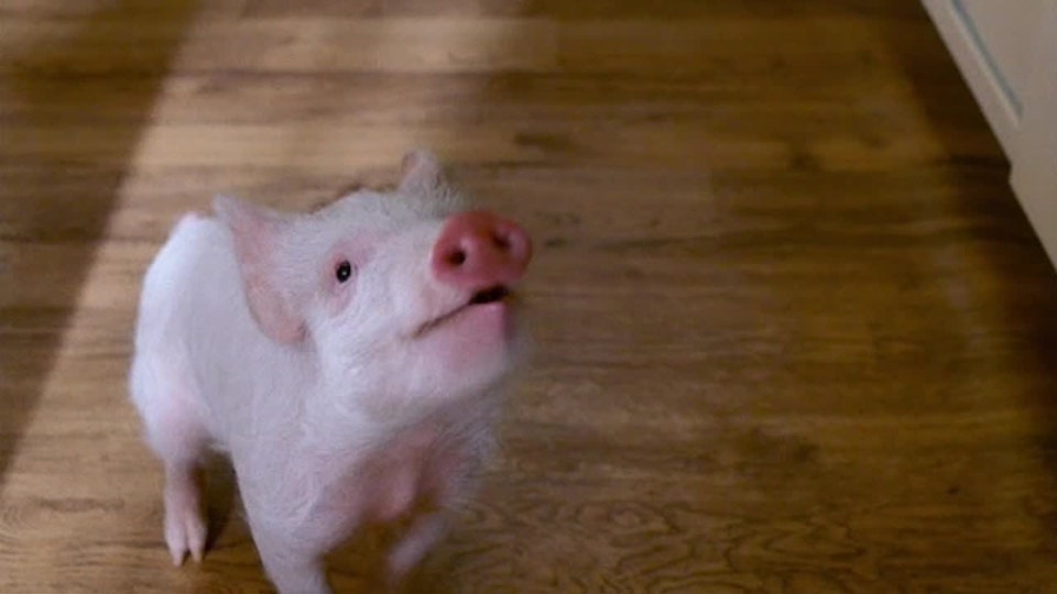 Mamma mi sono persa il fratellino!