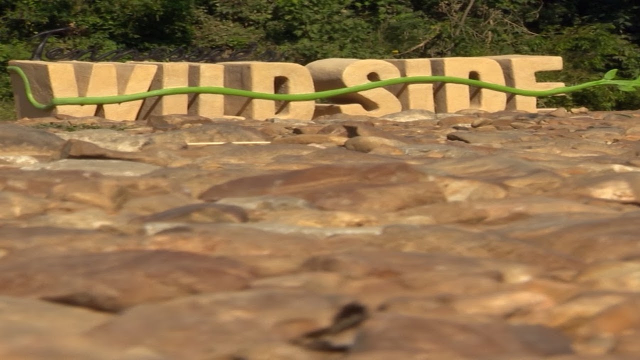 La nuit des morts vivants