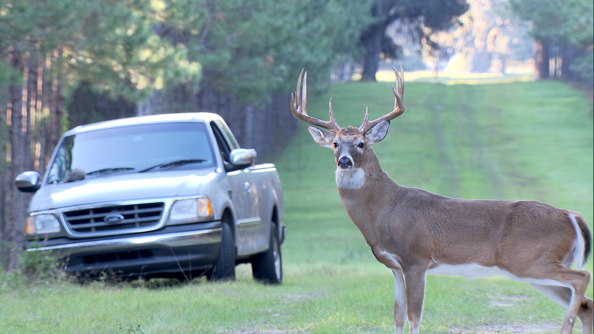 The Private Life of Deer