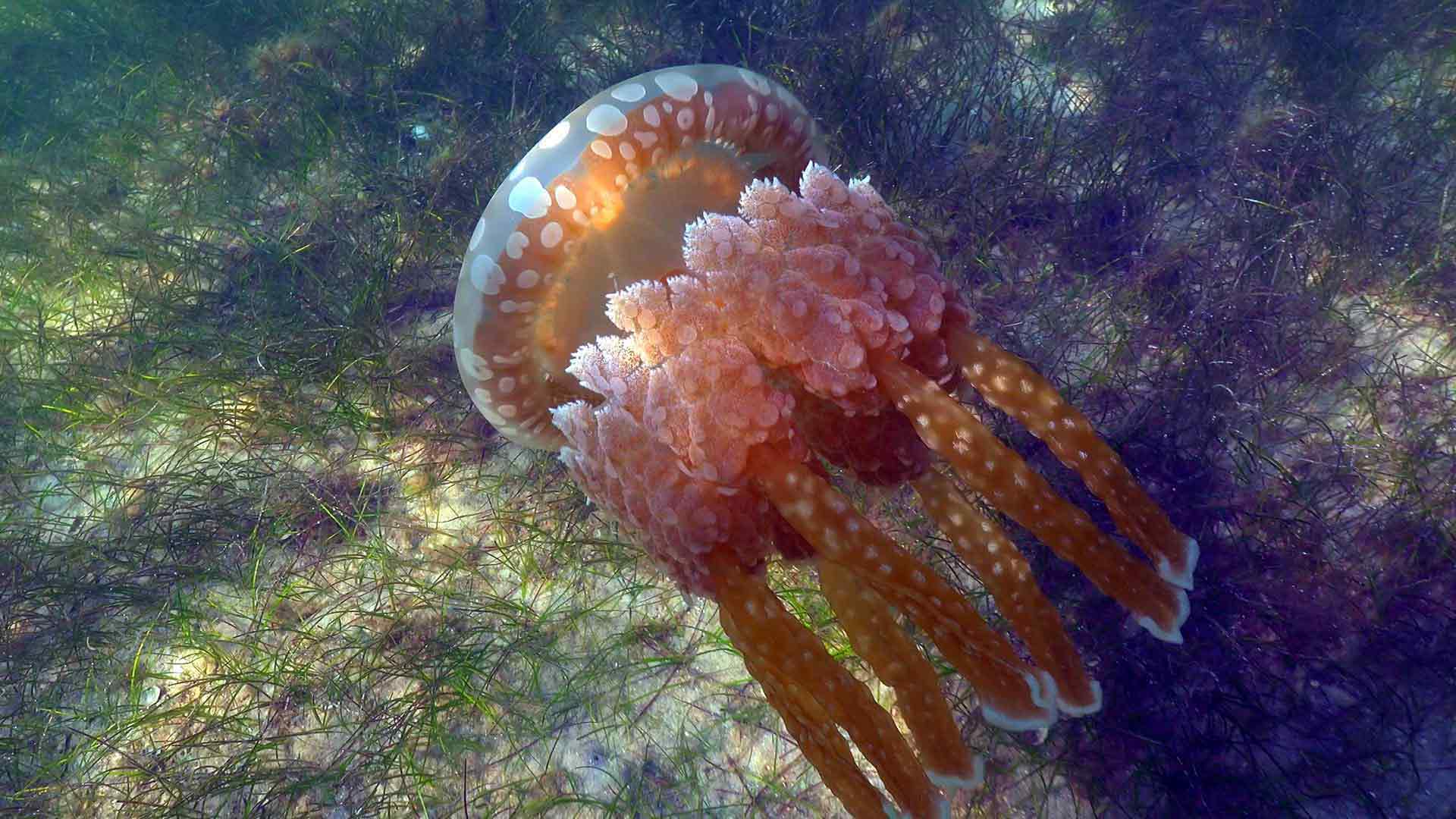 Die Insel Mafia, ein unbekanntes Paradies